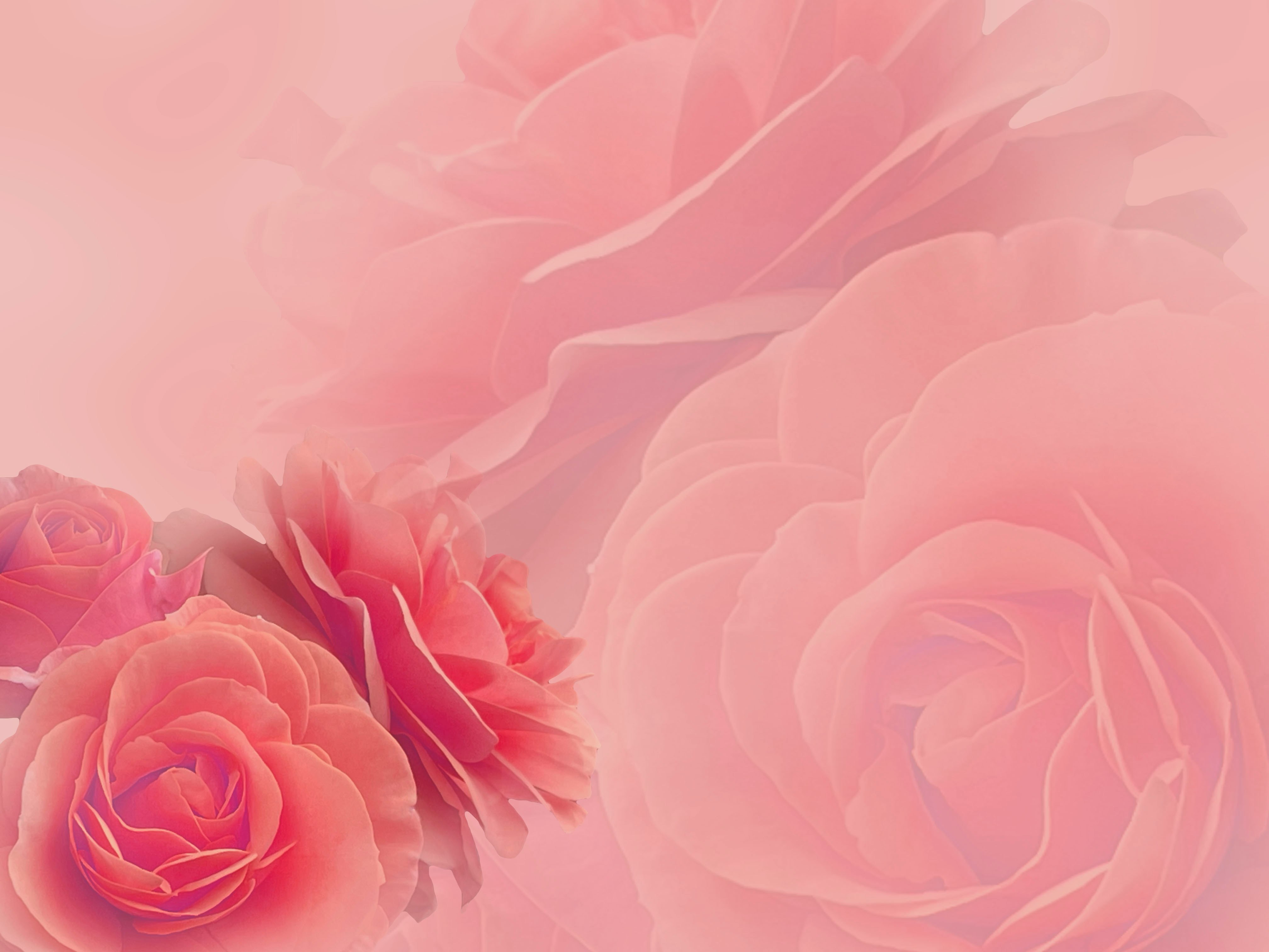 Pétalos de rosa rosa superpuestos en un fondo soñador
