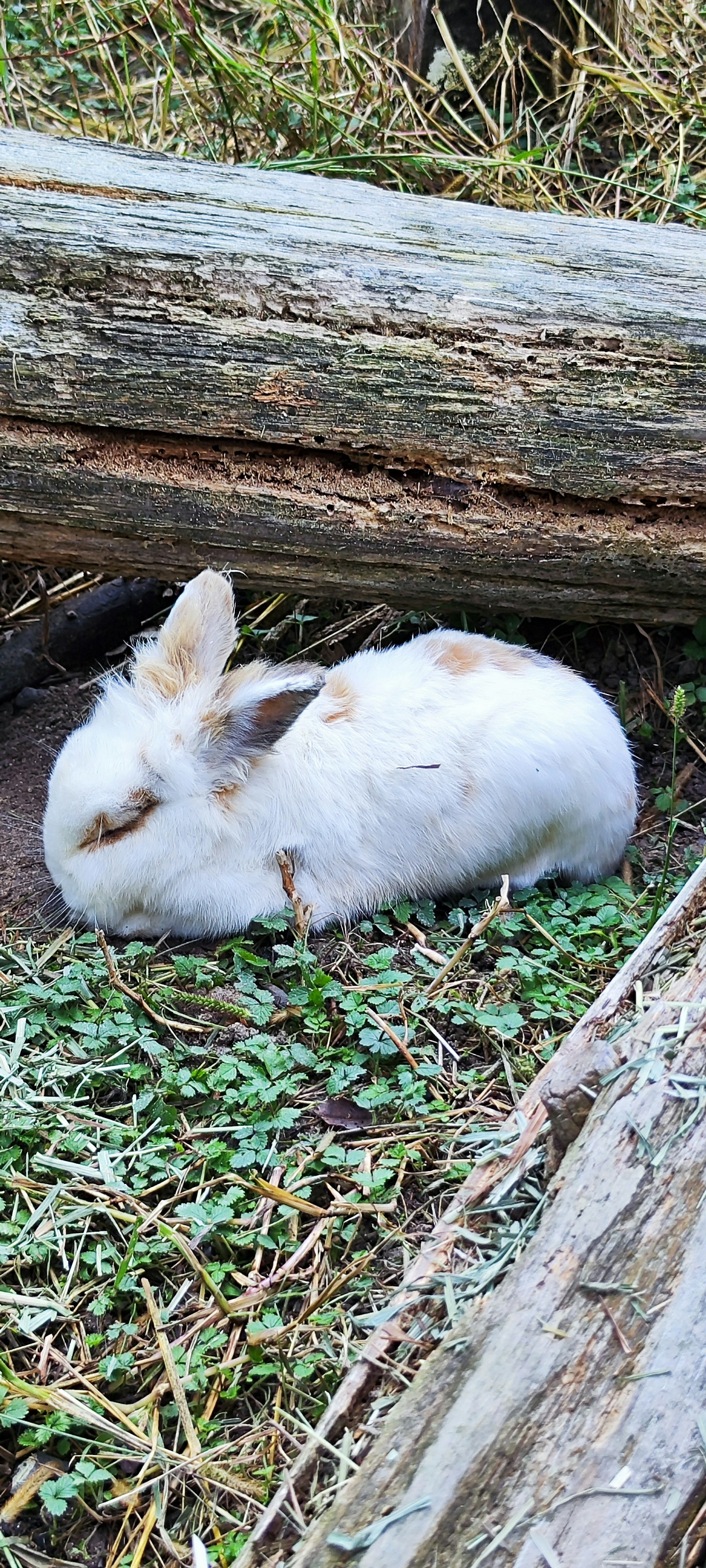 Ein weißer Kaninchen, das auf Gras neben einem Holzstamm ruht