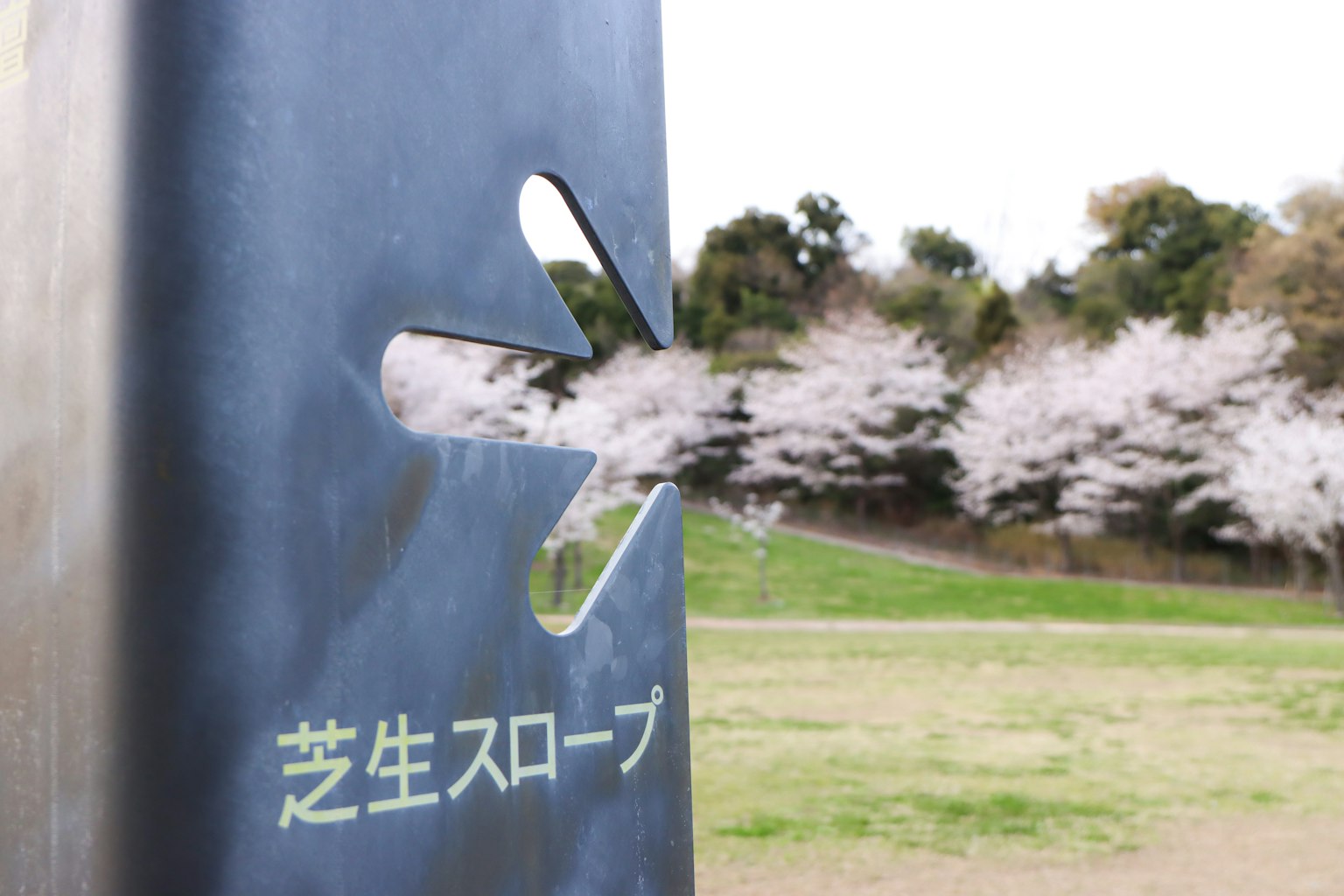 金属雕塑和背景中的樱花