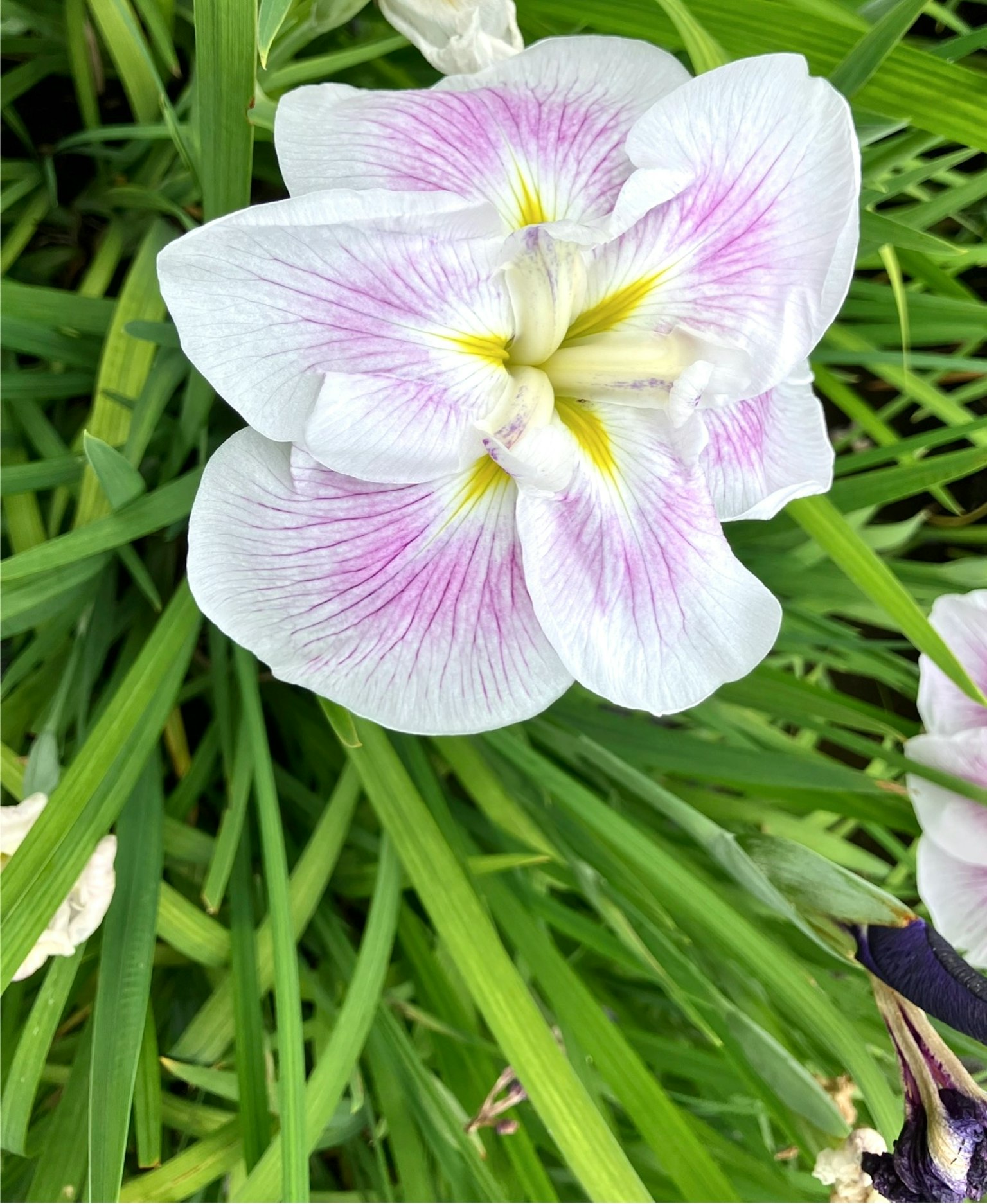 美丽的花朵，白色花瓣上有淡紫色的条纹，中心为黄色