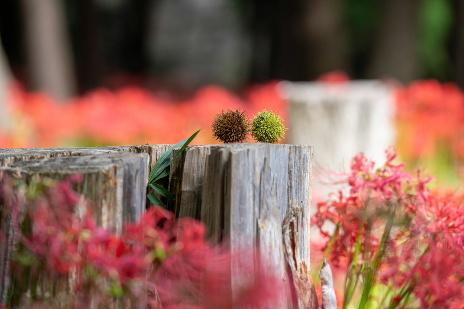 Deux fruits ronds sur une bûche en bois entourés de fleurs rouges