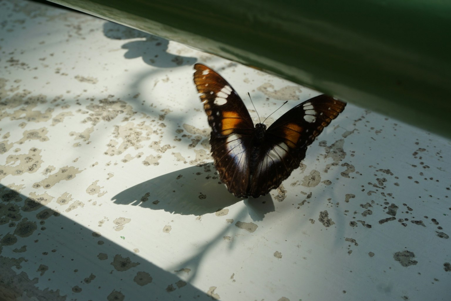 Un magnifique papillon orange et noir reposant sur une surface blanche