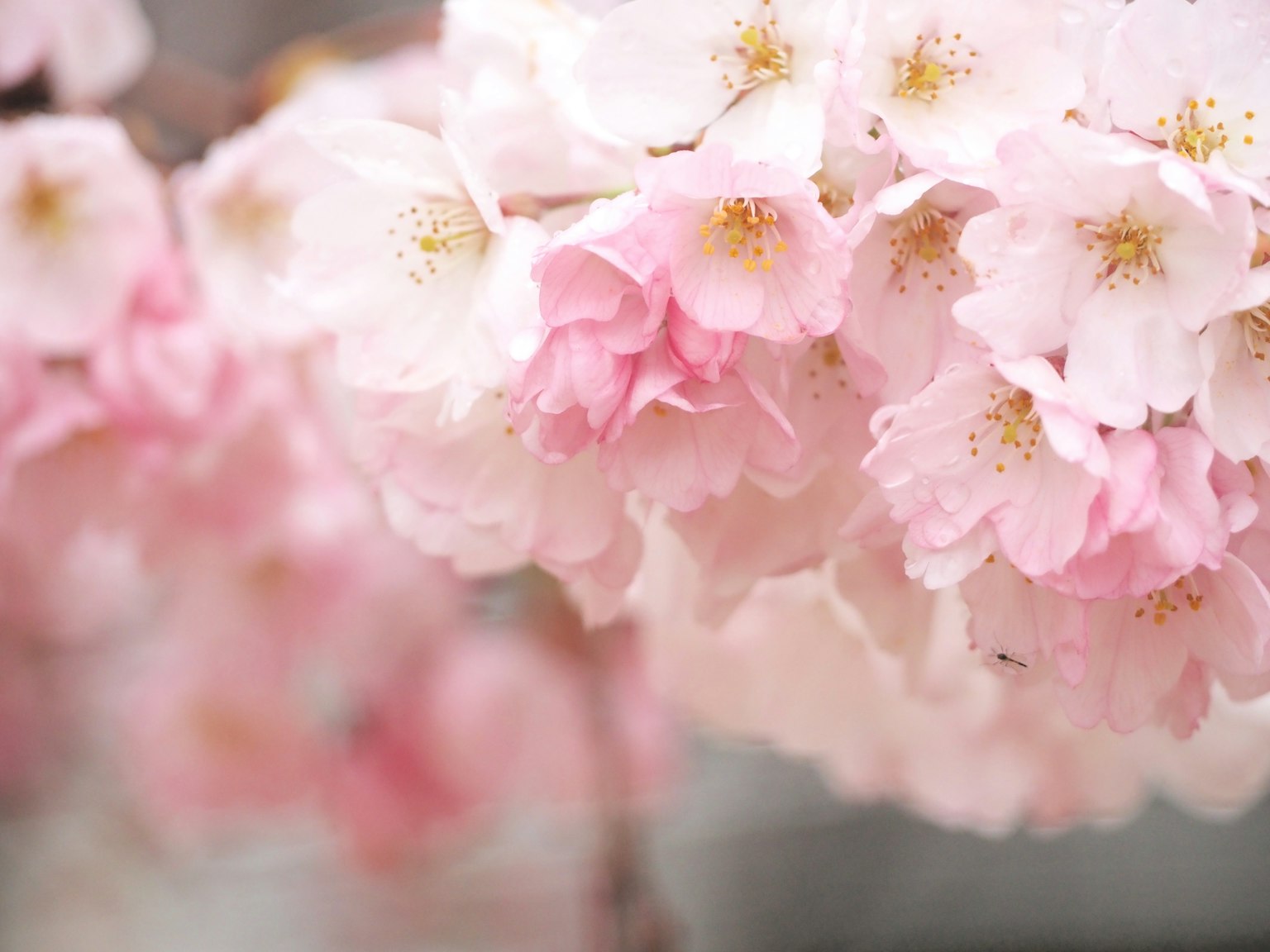 Nahaufnahme von Kirschblüten rosa und weiße Blütenblätter