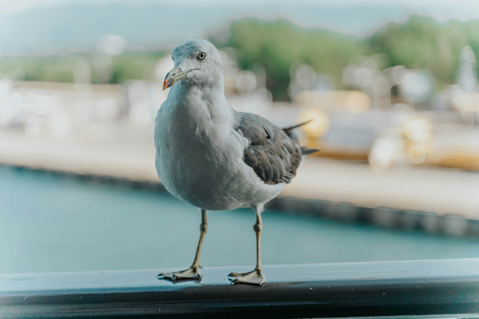 港口站立的海鷗圖像灰白色羽毛背景模糊的水面和海岸