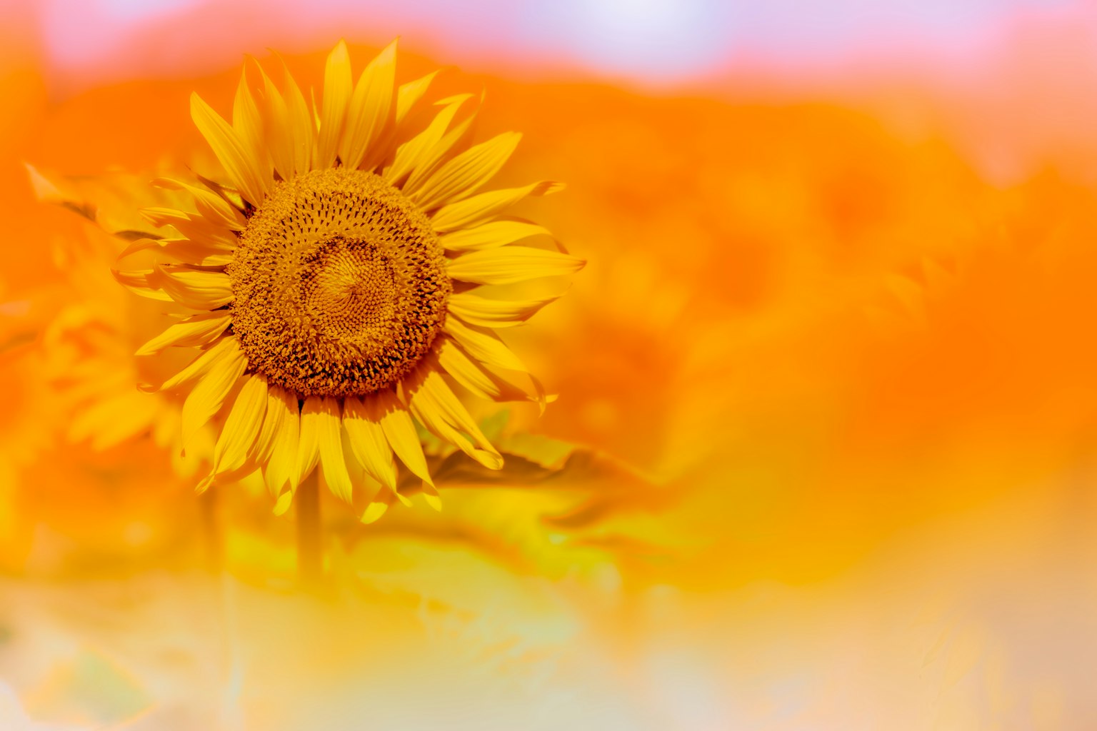 Một bông hoa hướng dương trên nền cam rực rỡ