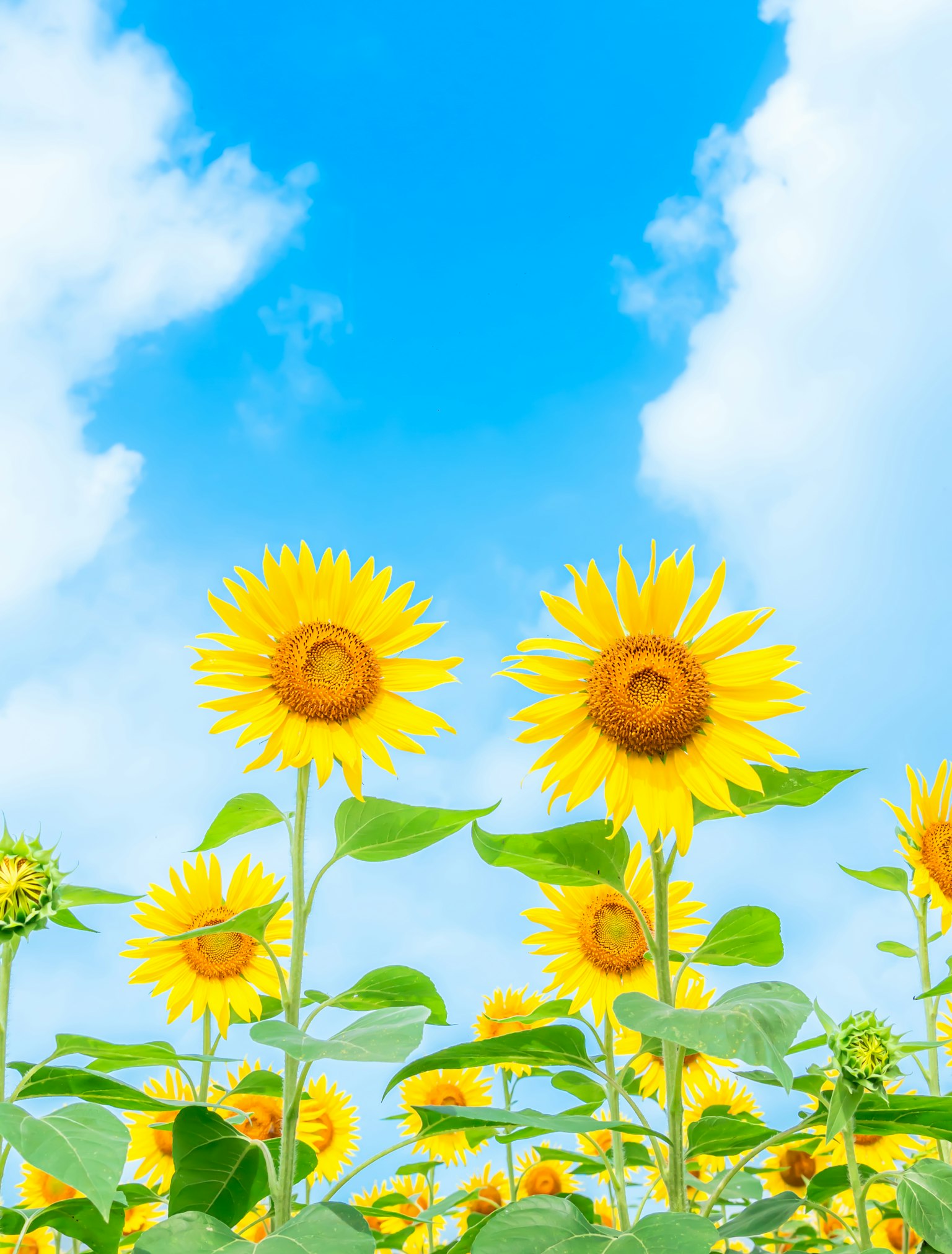 Campo di girasoli sotto un cielo blu con nuvole bianche