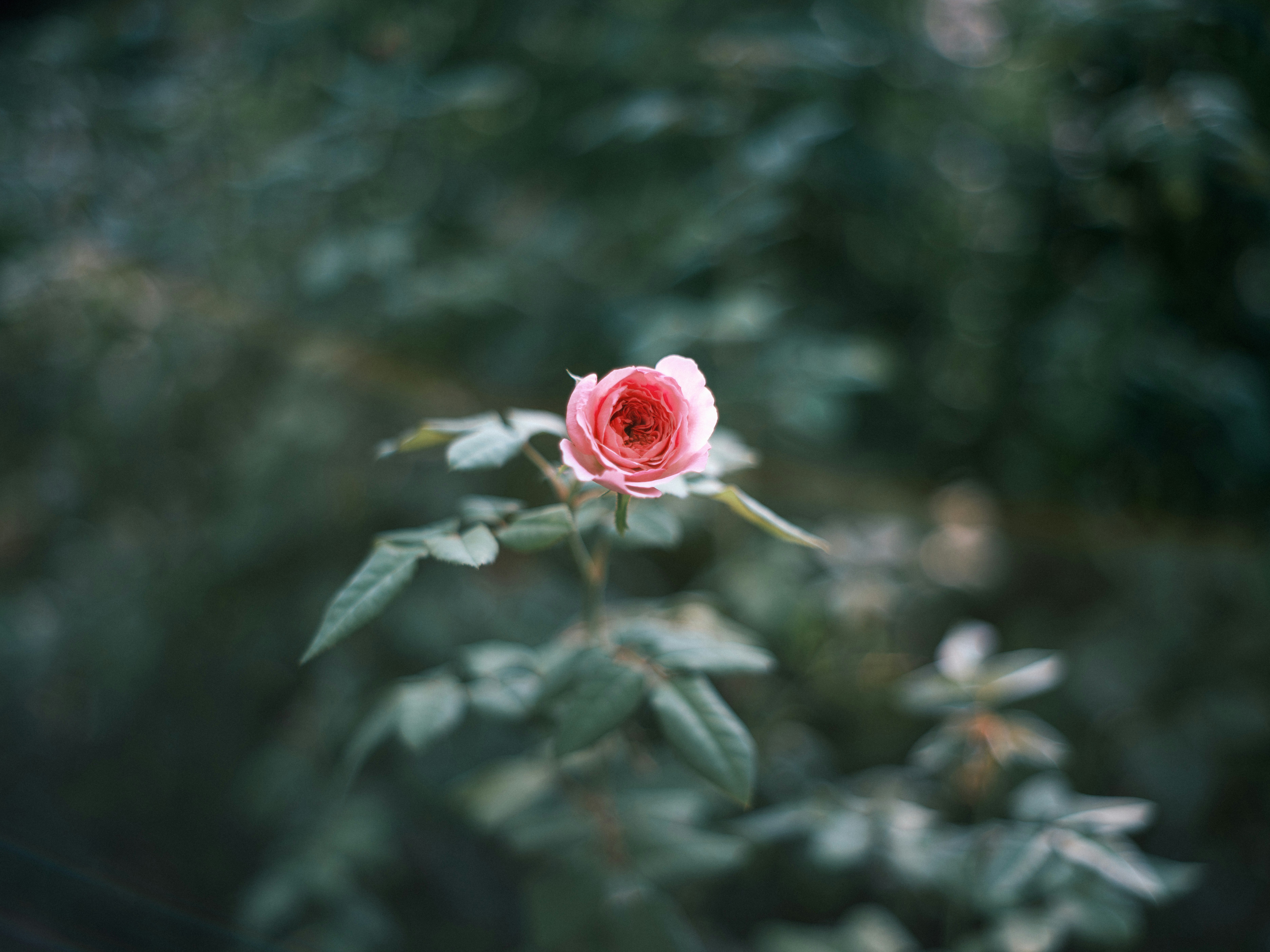 rosa Rosenblüte mit unscharfem Gartenlaub