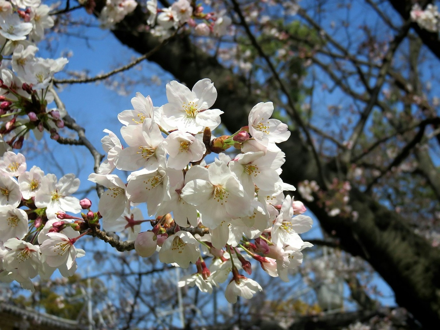 Primo piano di fiori di ciliegio su un ramo con cielo blu sullo sfondo