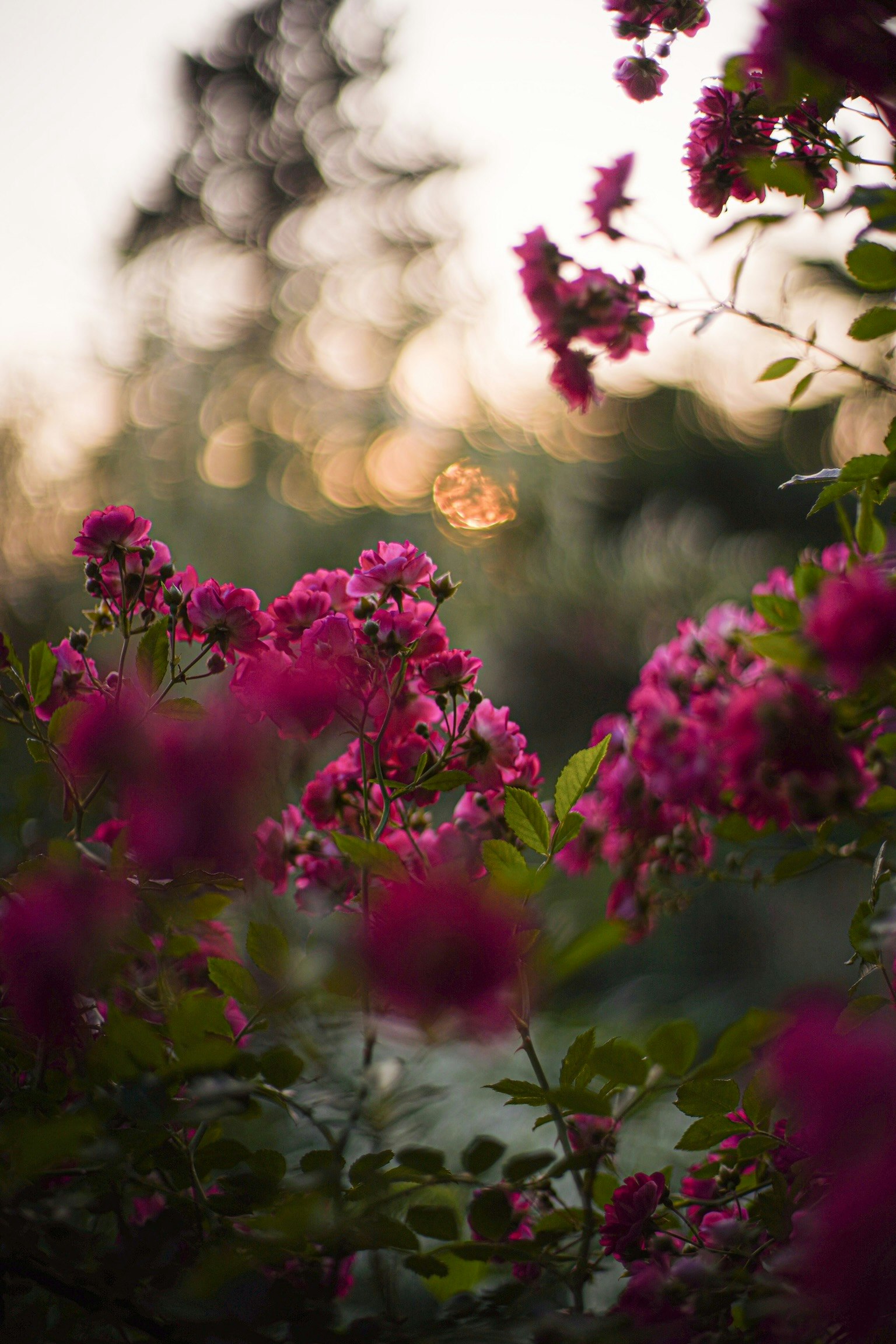 薔薇庭園の夕暮れに咲く花々