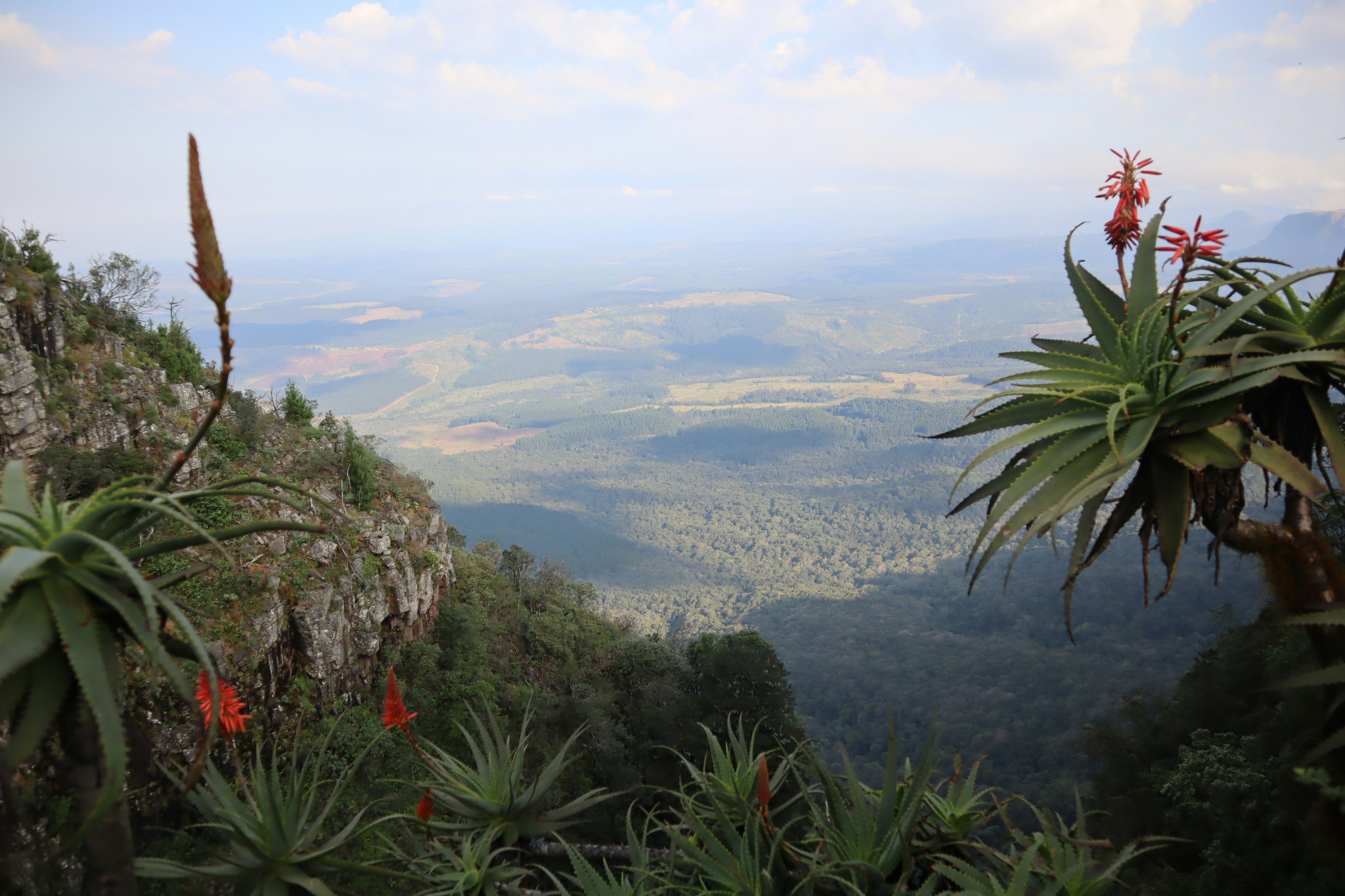 panorama de montañas con plantas en el borde de un acantilado