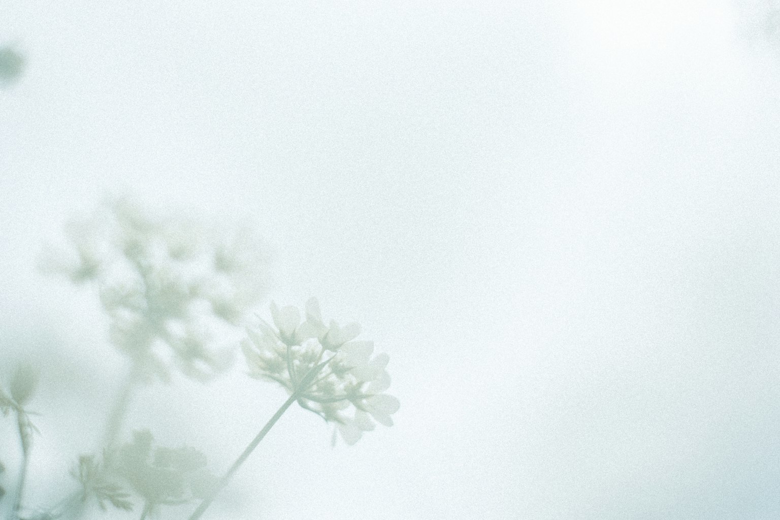 Immagine morbida di fiori bianchi su uno sfondo chiaro