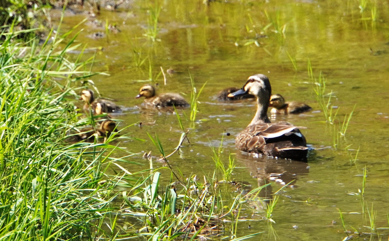 Eine Entenmutter schwimmt mit ihren Küken in einem Teich