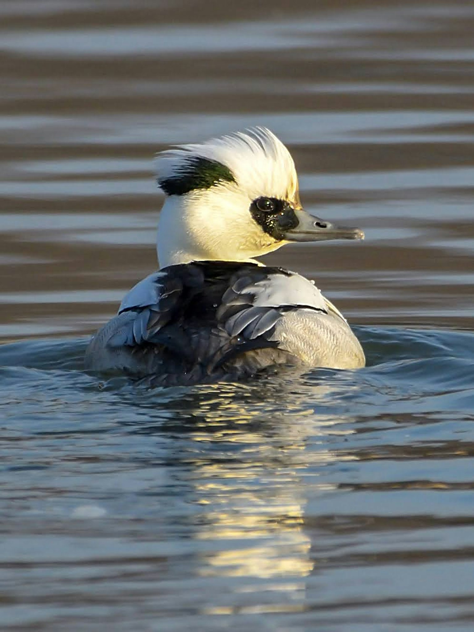 A duck with a white head swimming in water