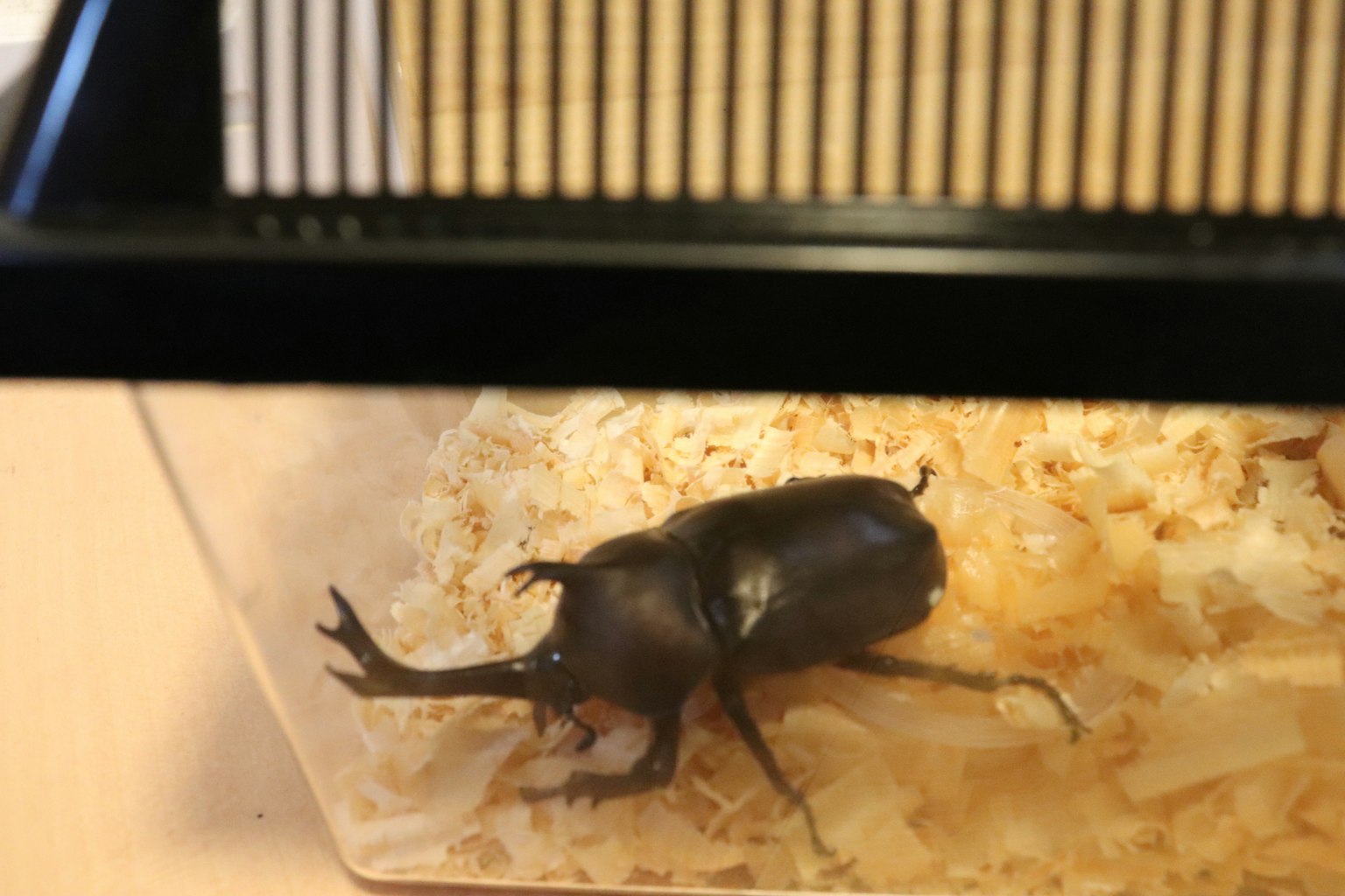 Un escarabajo negro dentro de un contenedor transparente con astillas de madera