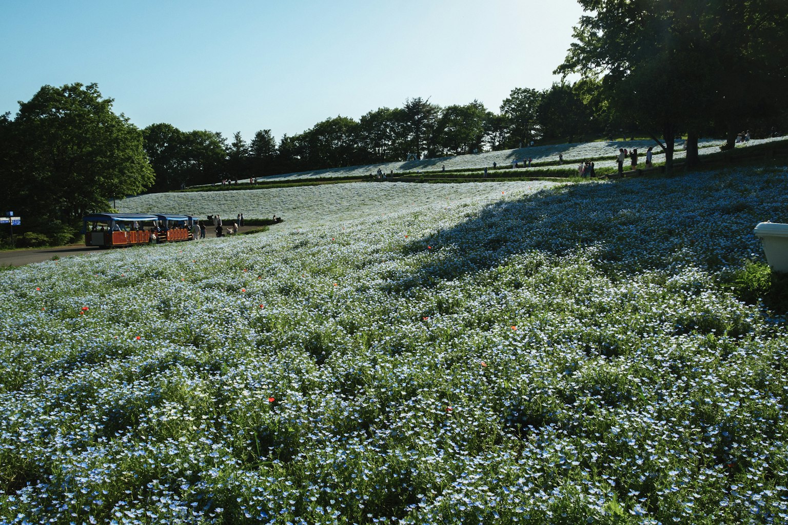 Un paesaggio con un campo di fiori blu e alberi su una collina