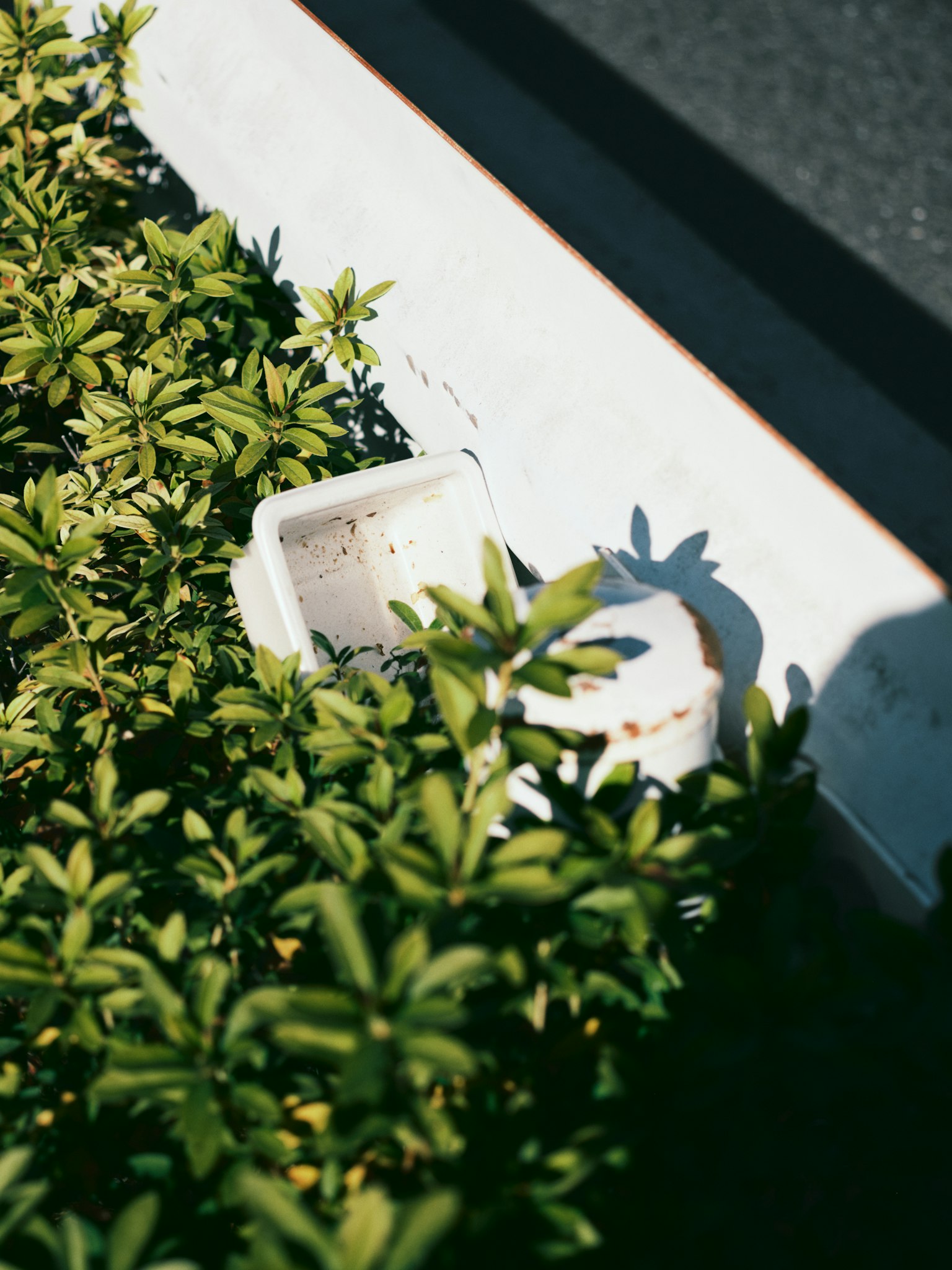 緑の植物に囲まれた白い容器の部分が見える屋外の風景