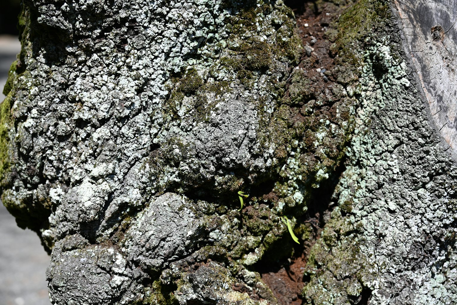 Detaillierte Textur von Moos und Flechten auf einem Baumstamm