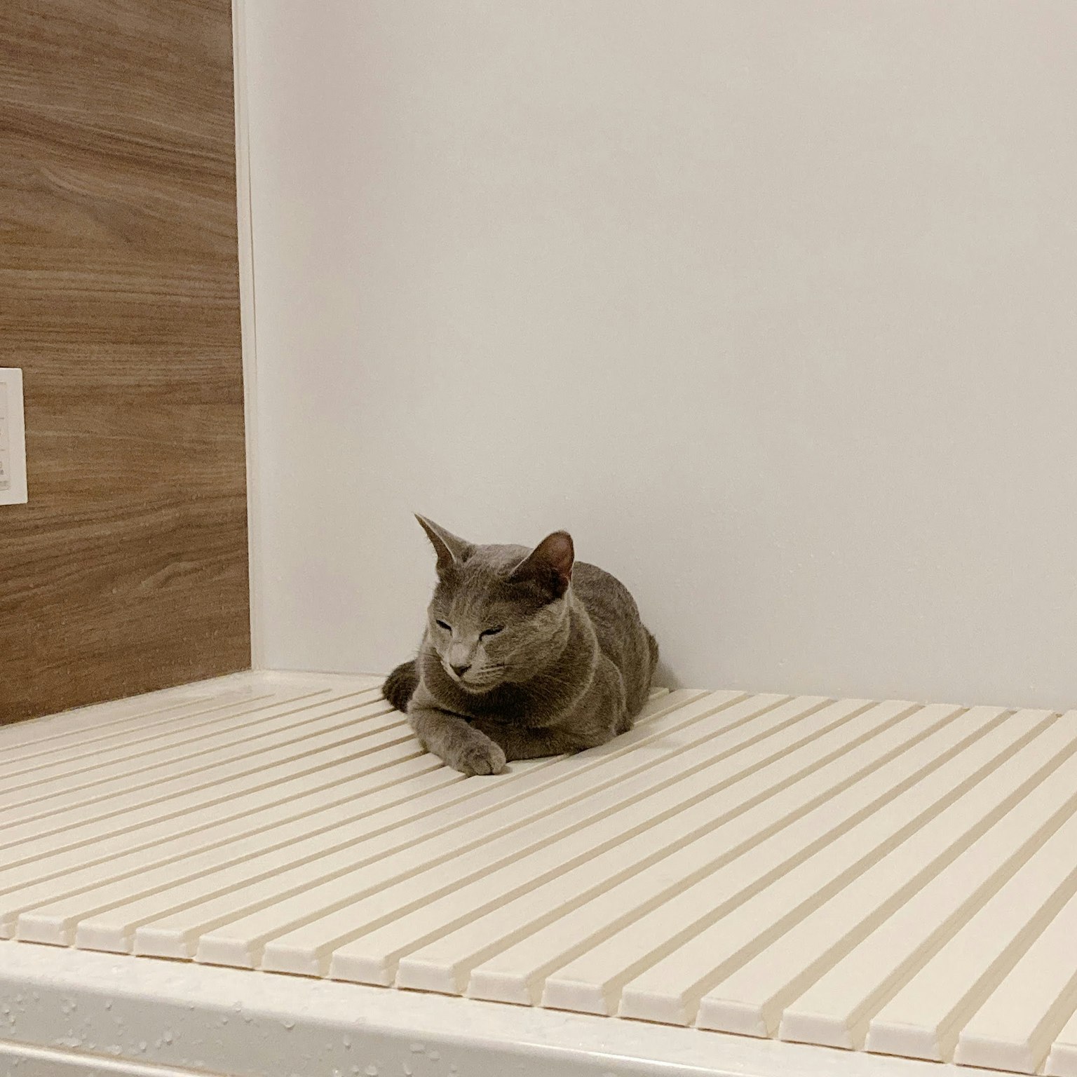 灰色猫在木架子上休息