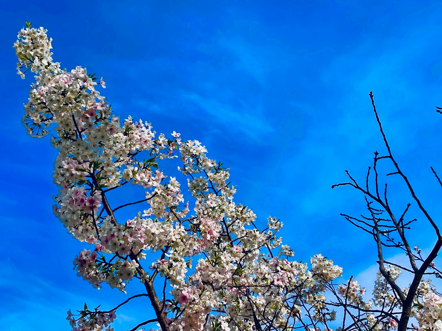 Flores de cerezo en plena floración contra un cielo azul