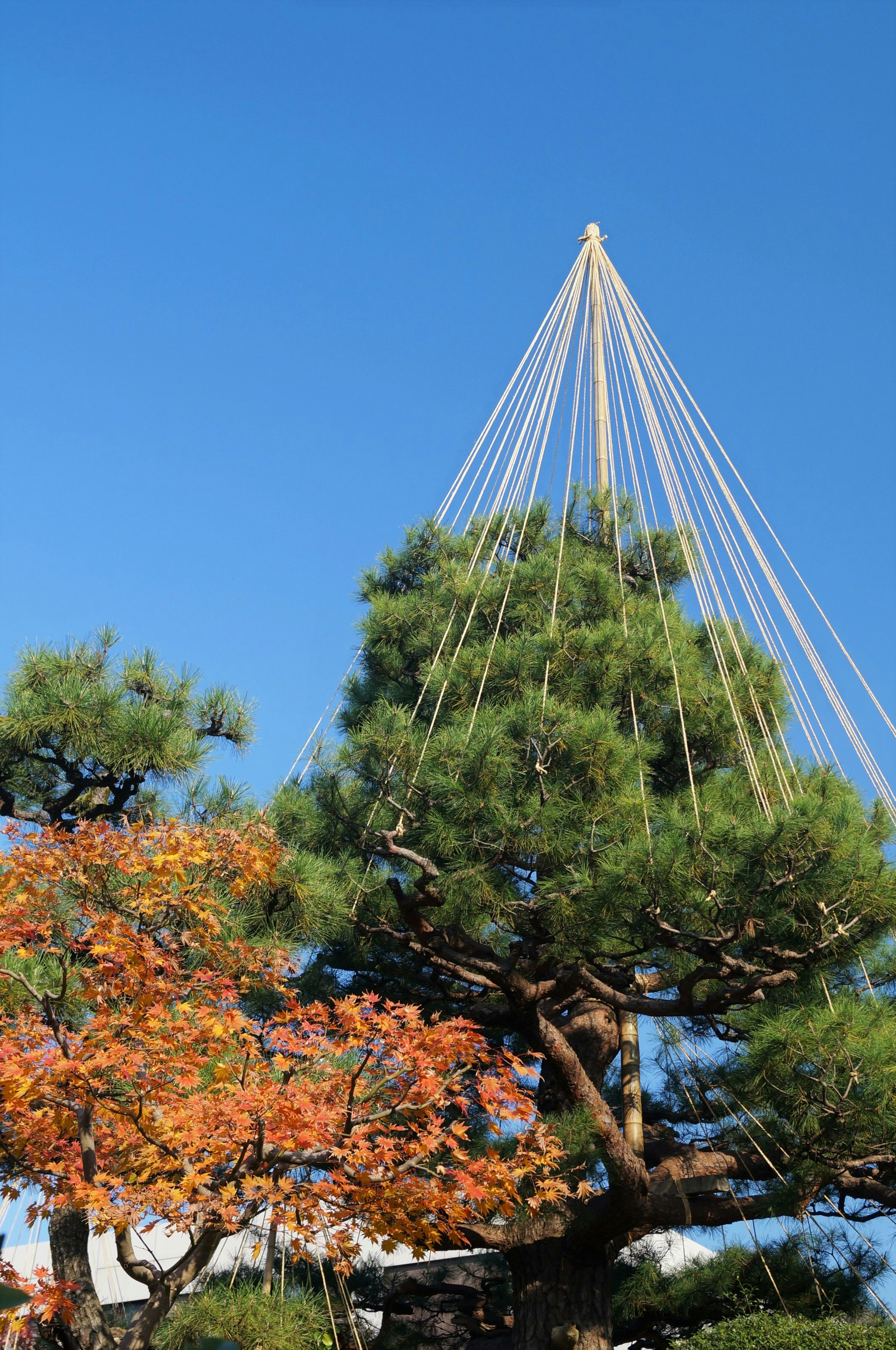 daun maple musim gugur dan pohon yang ditopang kabel dengan langit biru