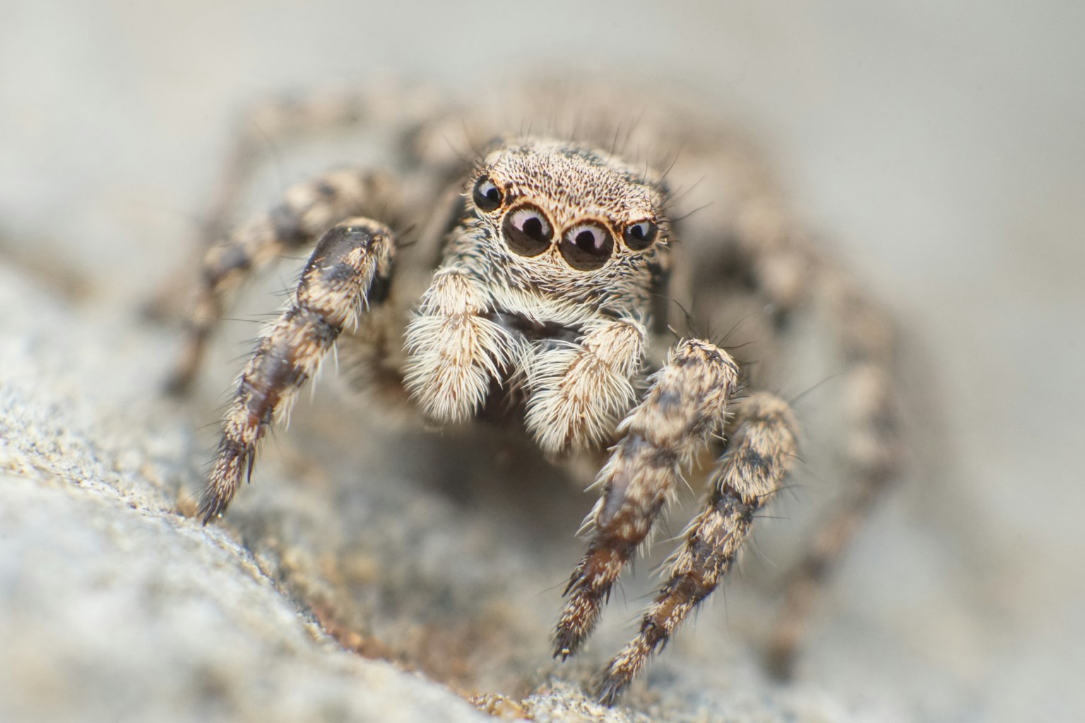 Primer plano de una araña que muestra sus patrones y texturas únicas