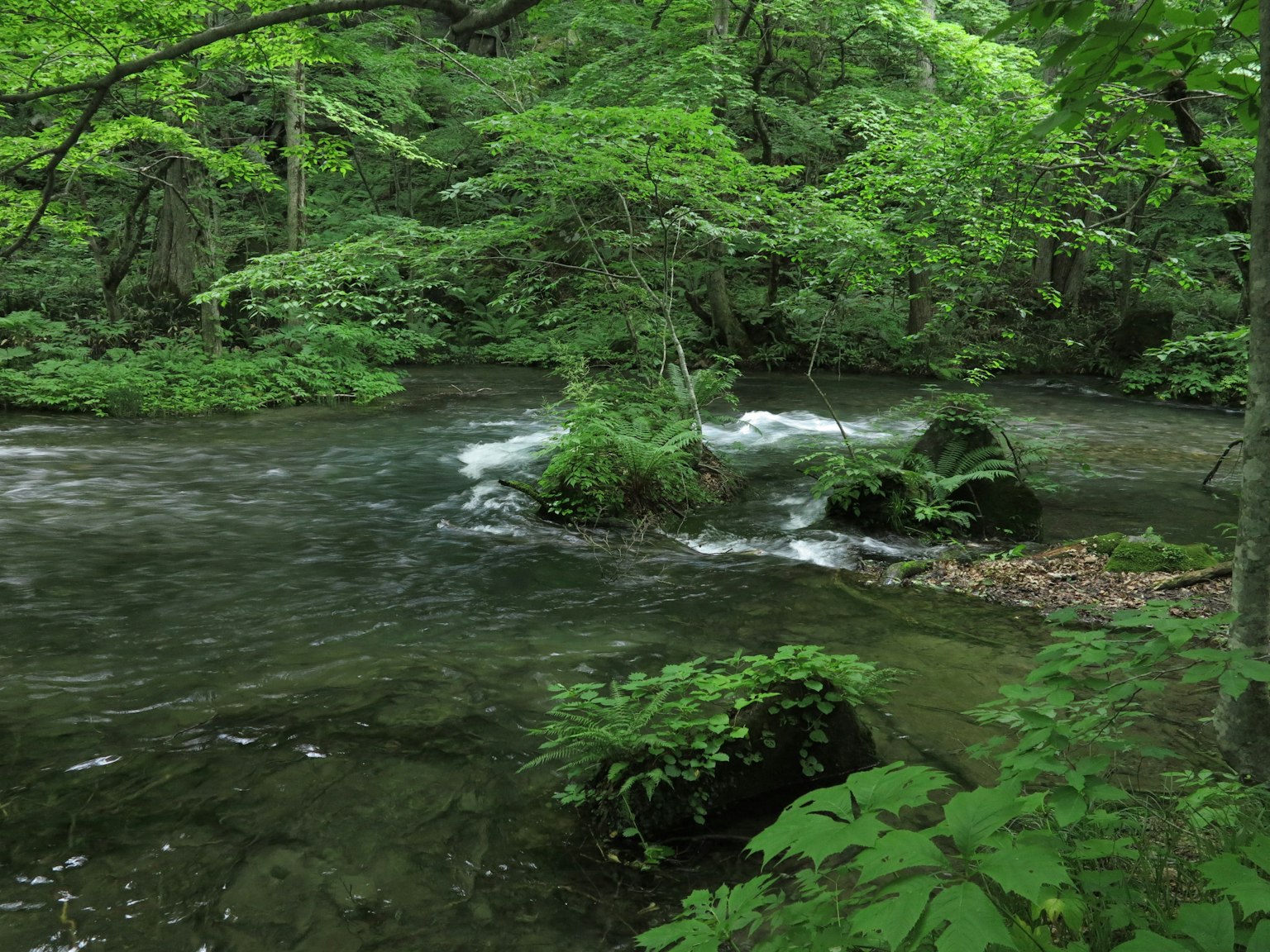 Un fiume sereno che scorre attraverso una foresta lussureggiante