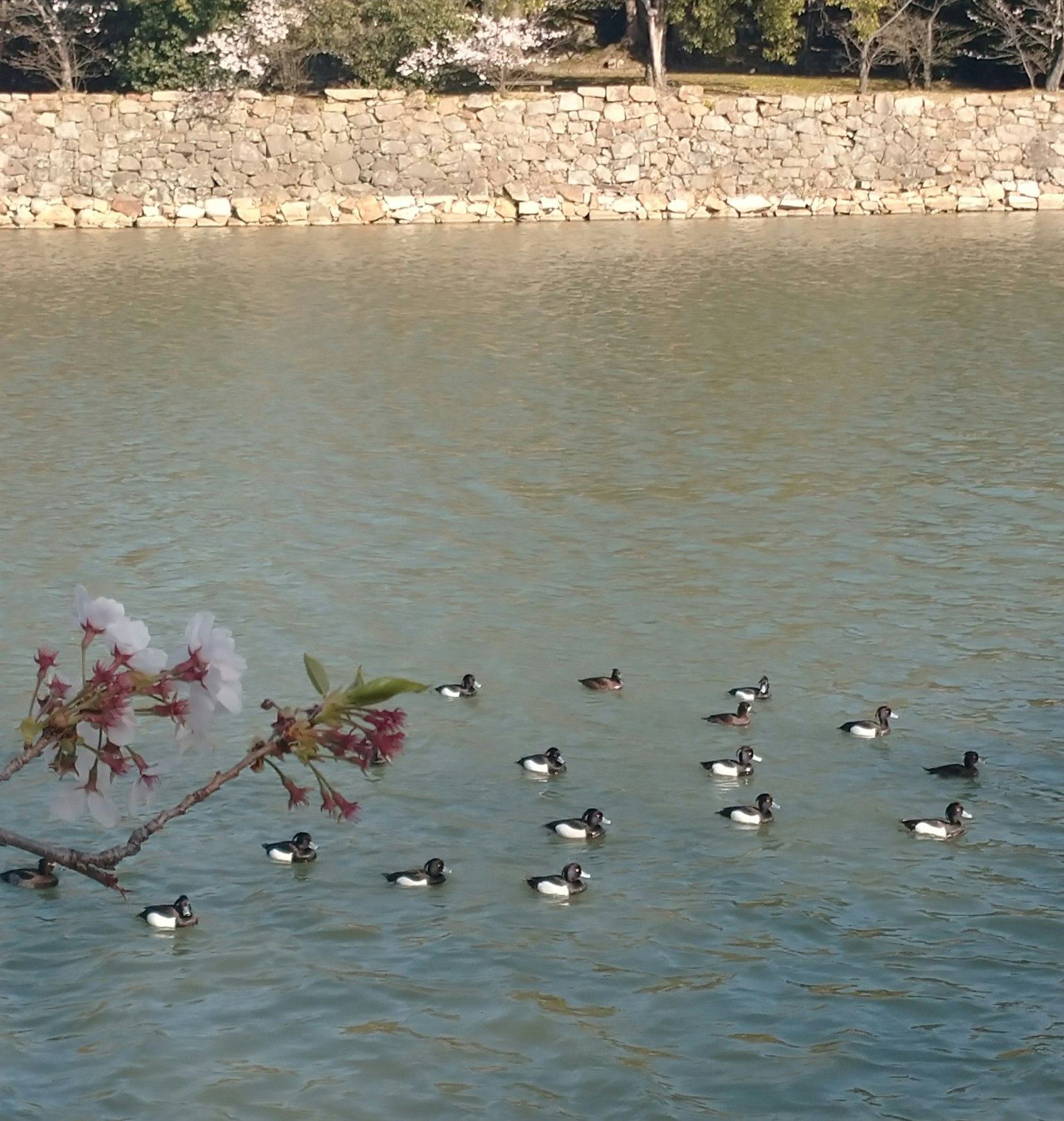 Sekelompok bebek mengapung di atas air dengan cabang bunga sakura