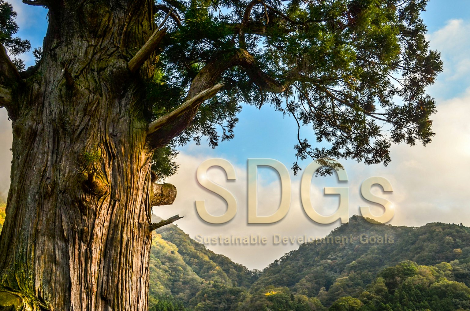 Grande albero con montagne sullo sfondo che presenta un messaggio sugli obiettivi di sviluppo sostenibile