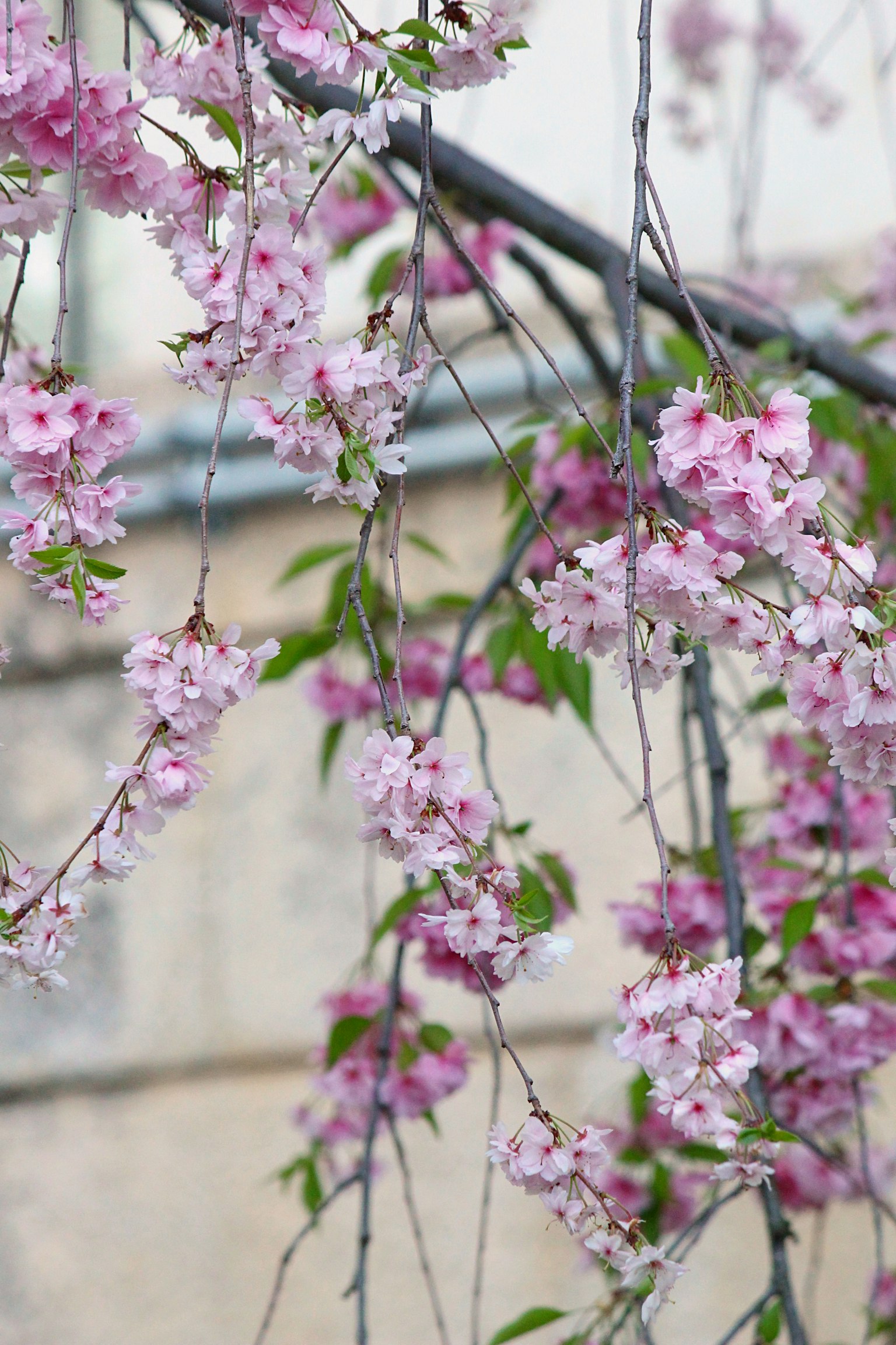 Fiori rosa delicati che pendono da rami su uno sfondo morbido