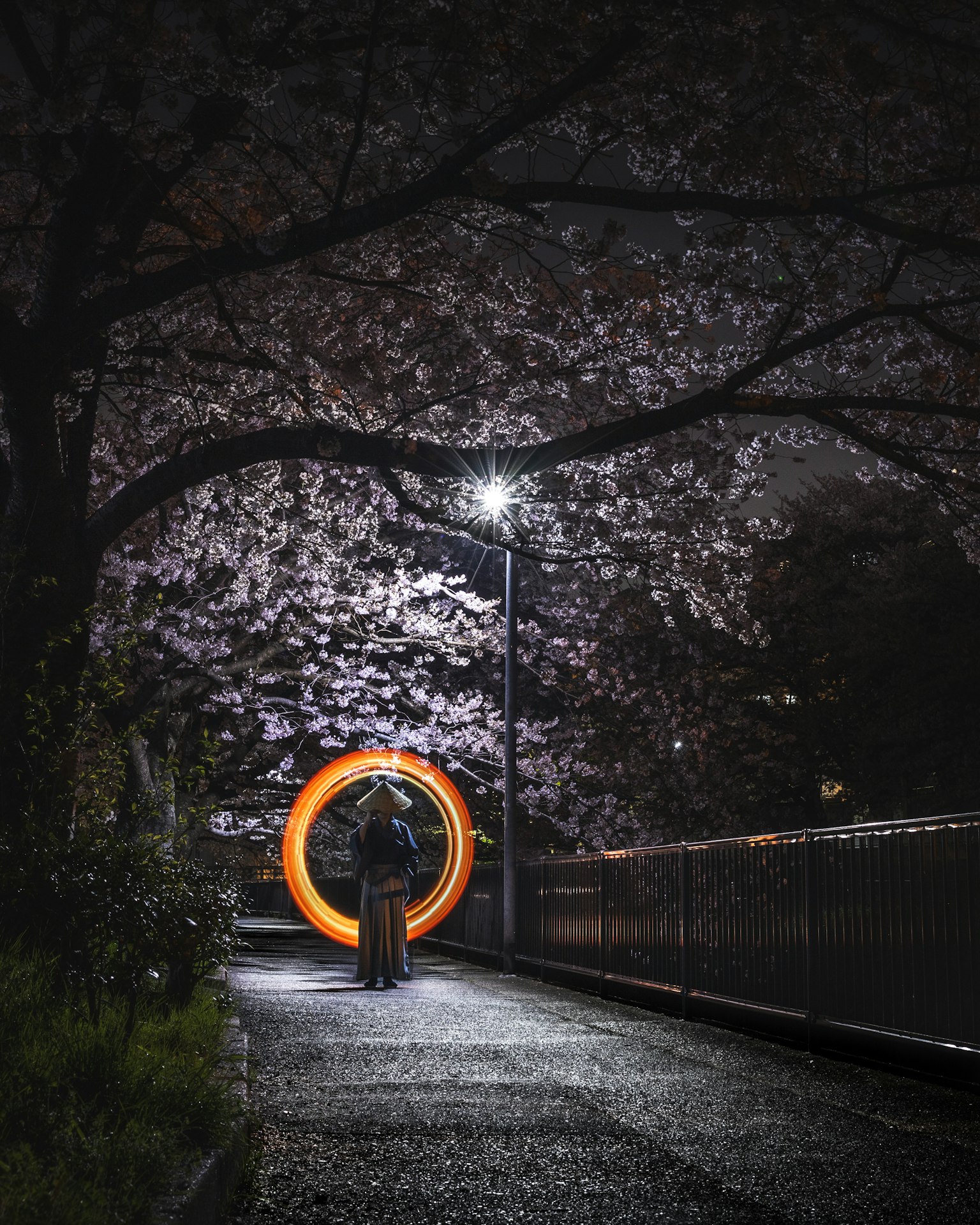 Una persona in piedi sotto i ciliegi in fiore che tiene un anello luminoso di notte