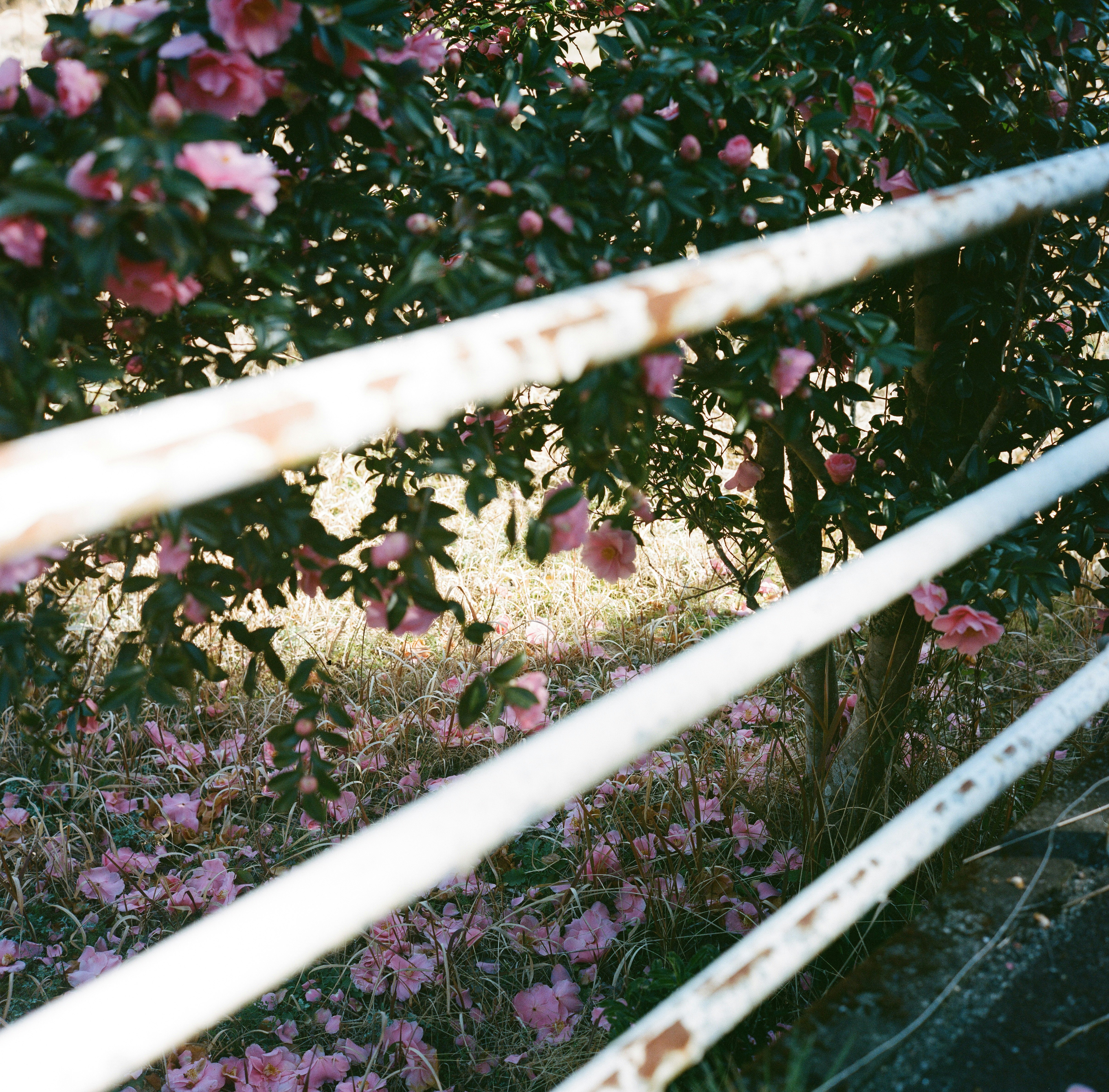 花が咲く庭の生垣とピンクの花々のある風景