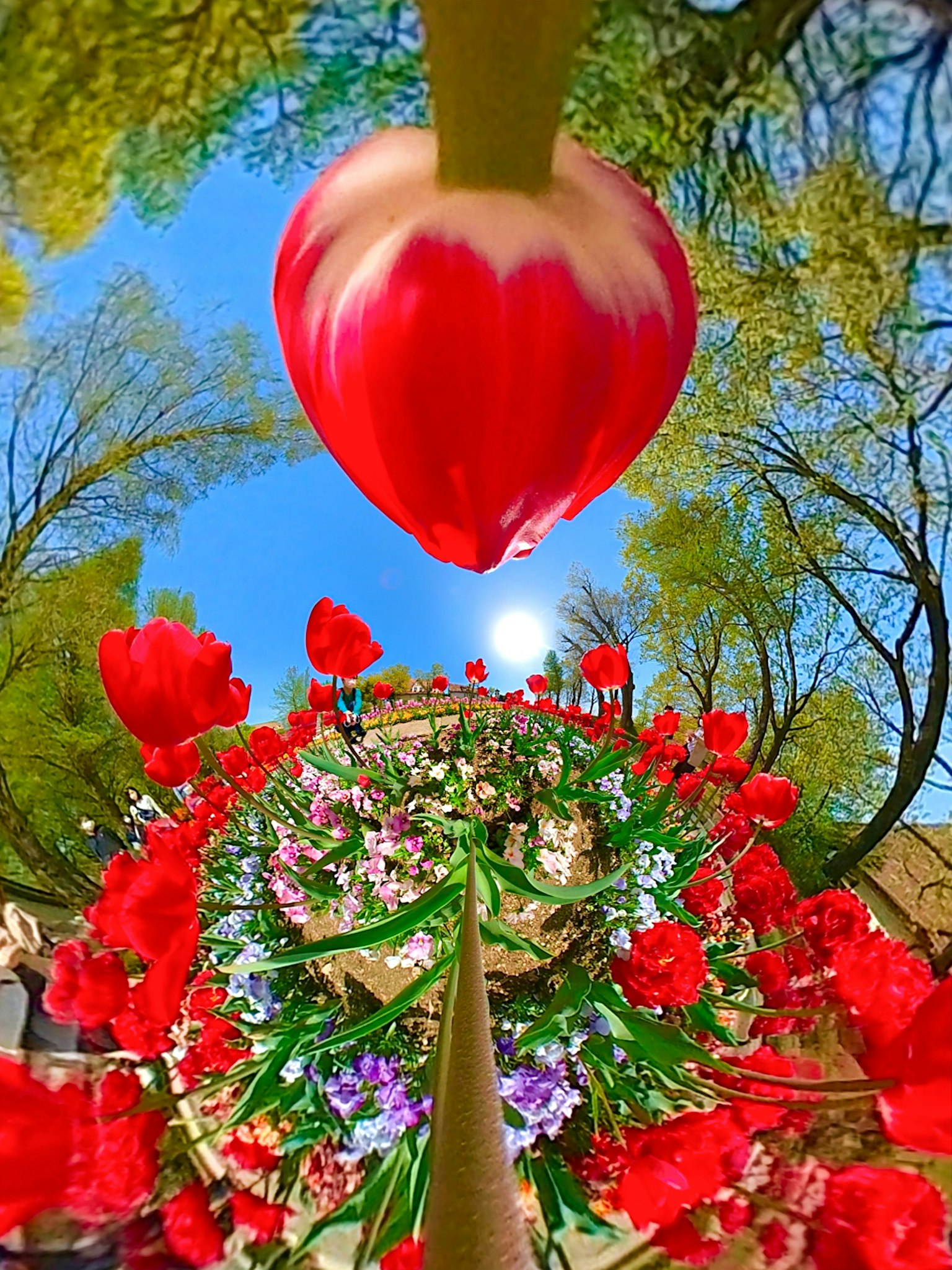 Hermosa escena de parque con tulipanes rojos y flores en flor