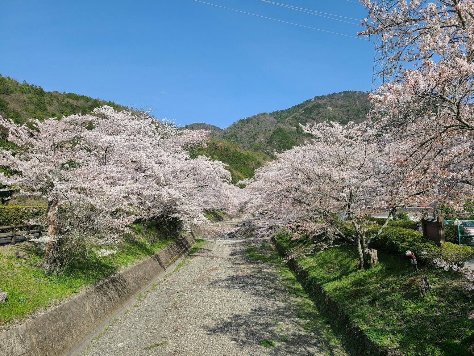 Hermoso camino flanqueado por cerezos en flor y cielo azul