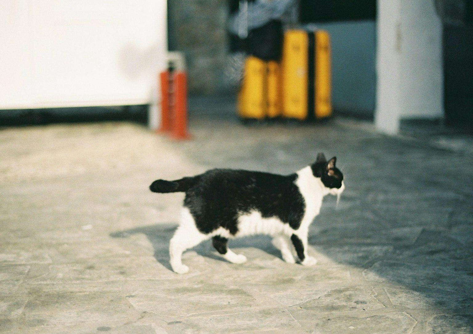 Un gatto bianco e nero che cammina su cemento