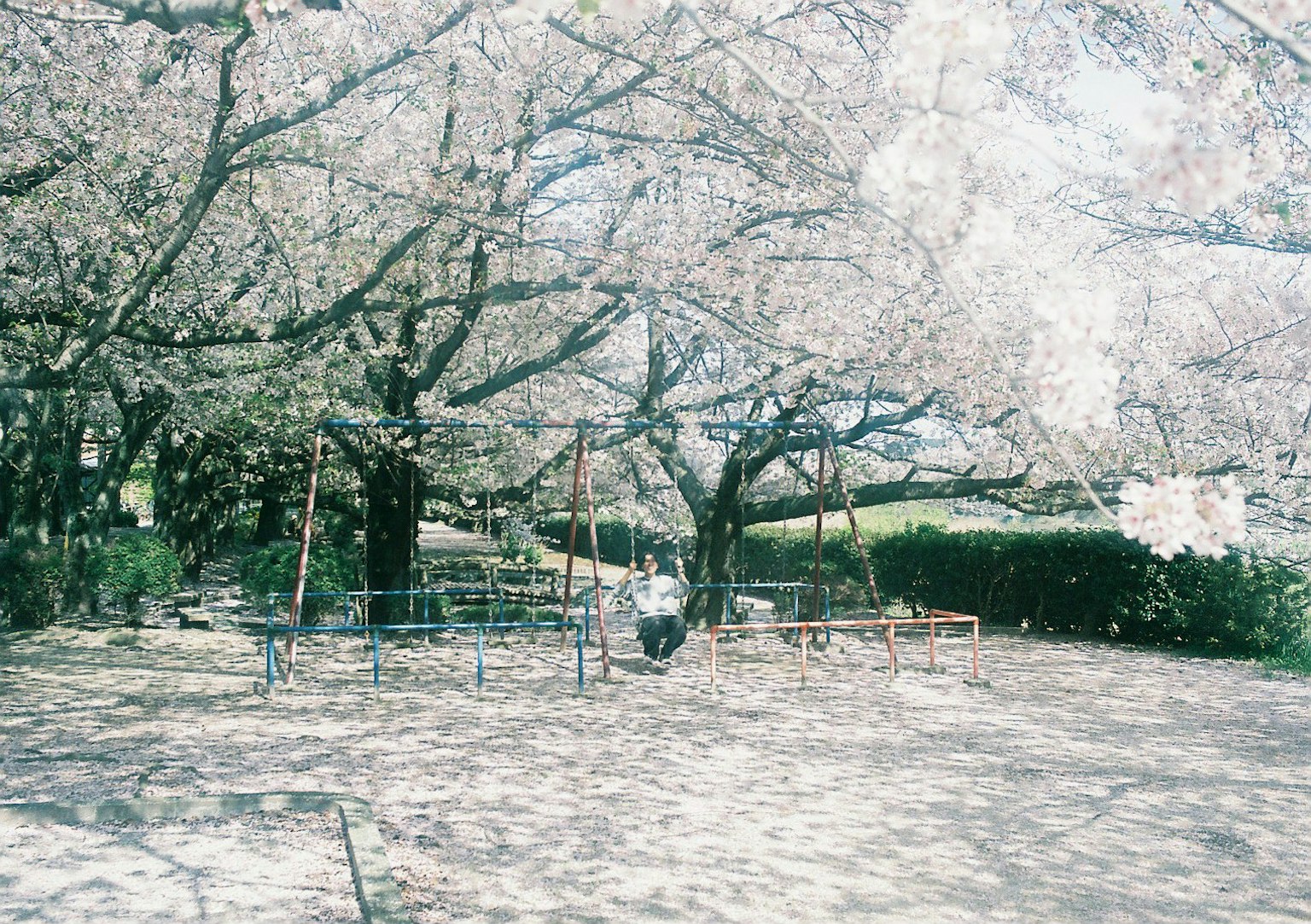 Altalene e attrezzature da gioco circondate da alberi di ciliegio in fiore