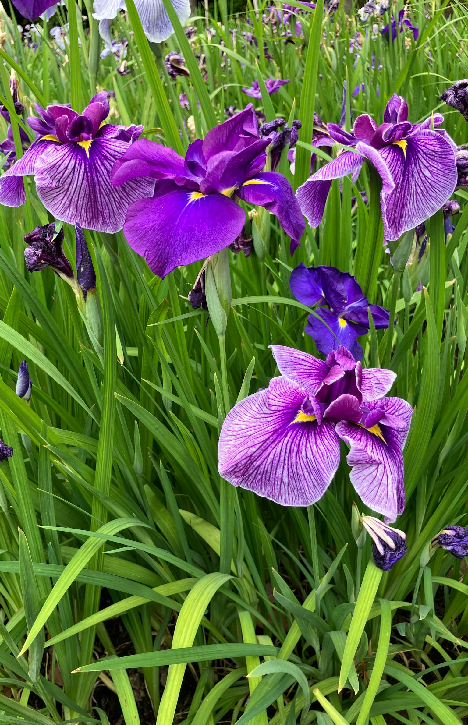 Fiori di iris viola che sbocciano tra foglie verdi lussureggianti