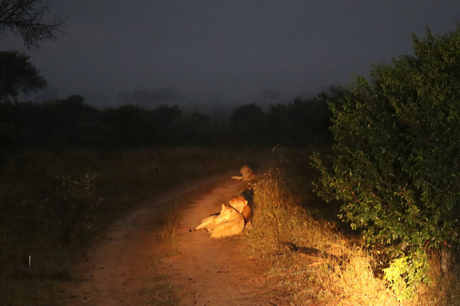 León descansando en un camino oscuro en la sabana