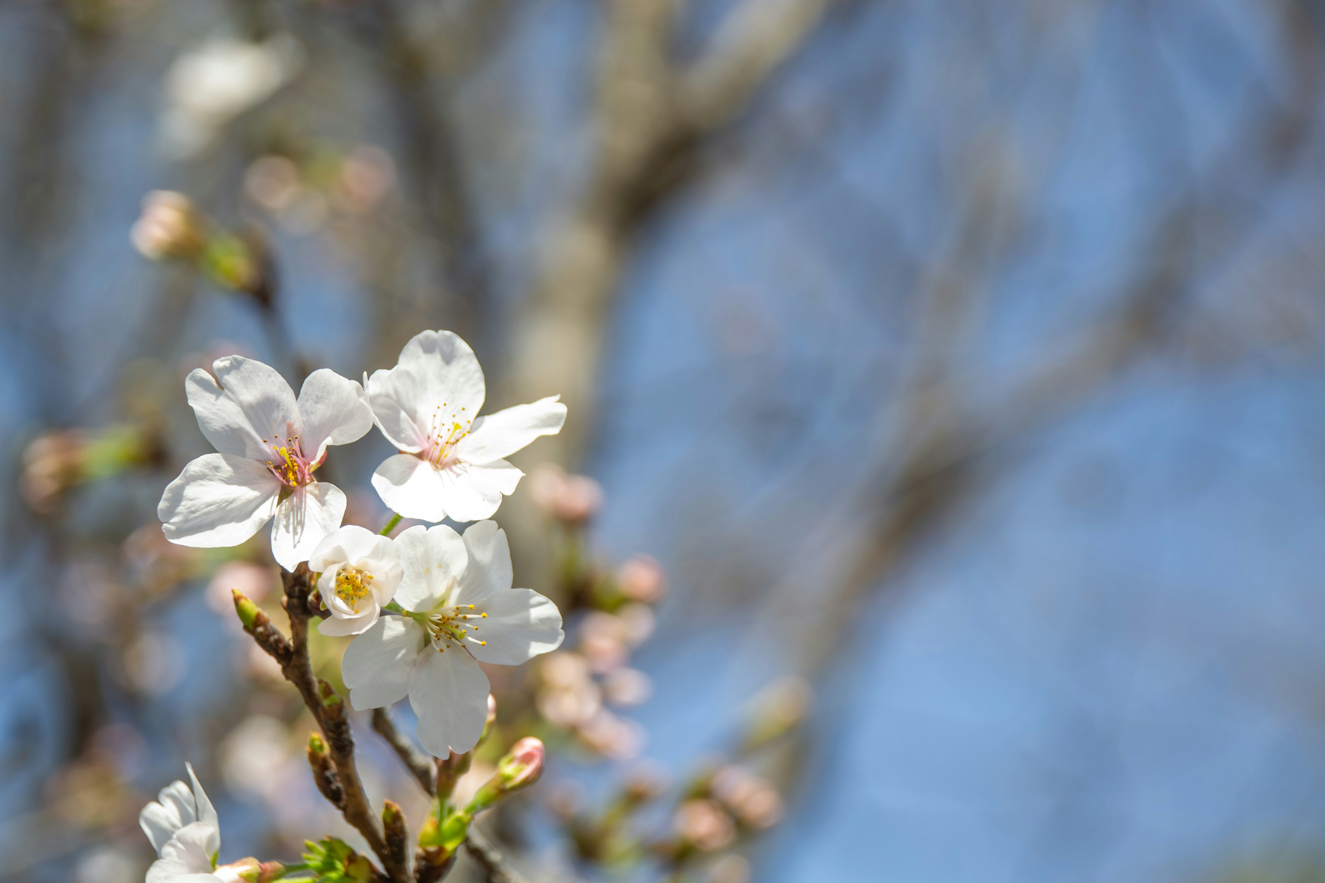 Gros plan de fleurs de cerisier sur un ciel bleu