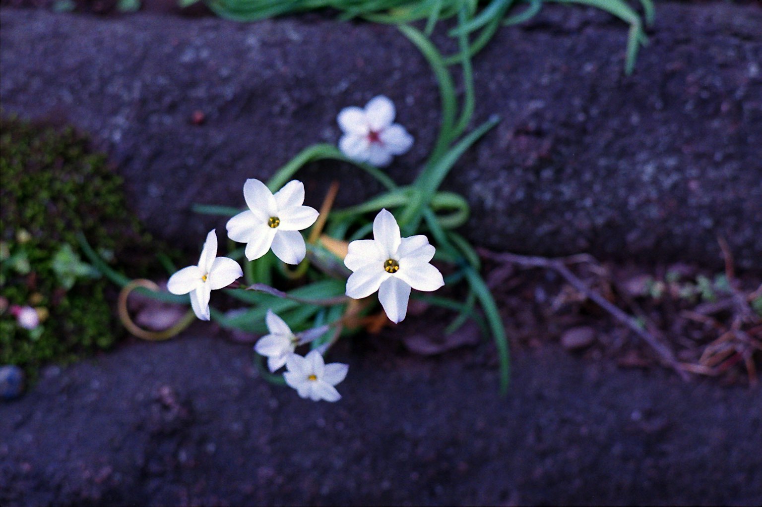 Fiori bianchi che crescono tra le pietre