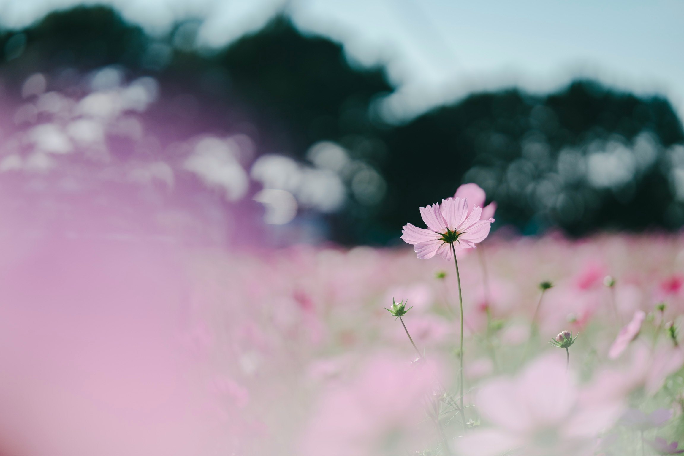 ピンクのコスモスが咲く花畑の浅いボケ
