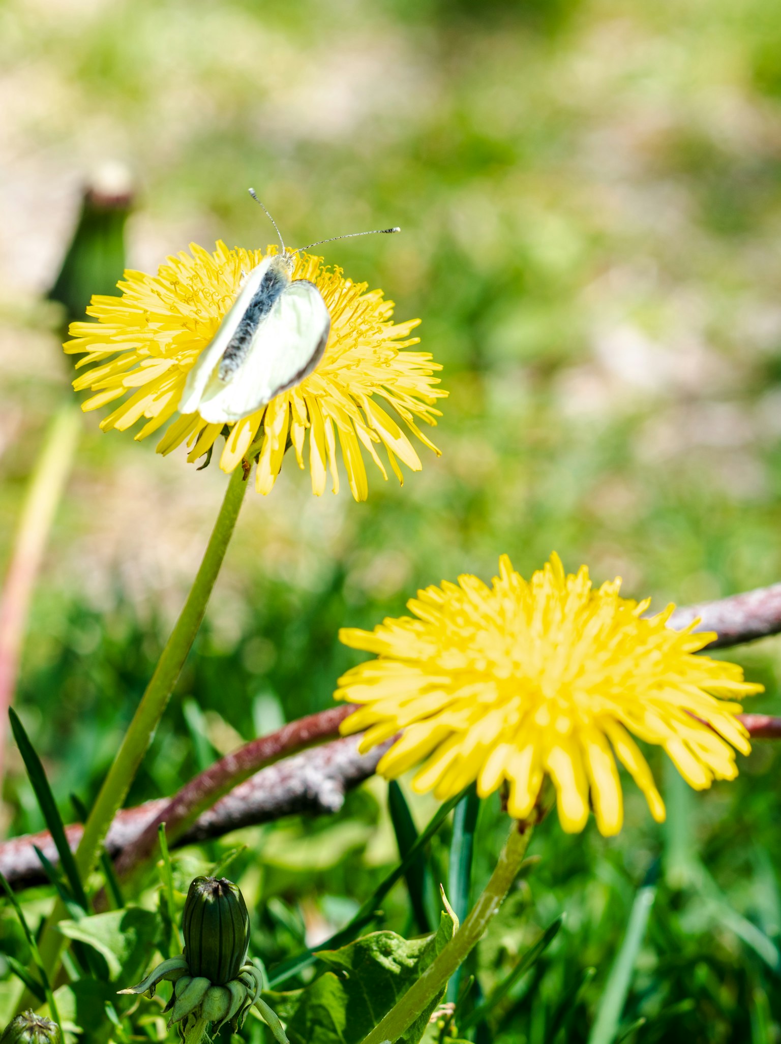 photo-Mte5BYUns3d5C1l07u3A-image