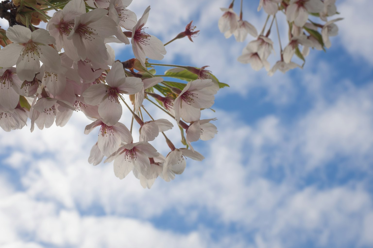 Bunga sakura dengan latar belakang langit biru dan awan