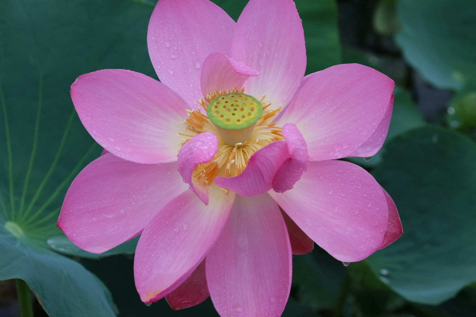 Wunderschöne rosa Lotusblume blüht über grünen Blättern