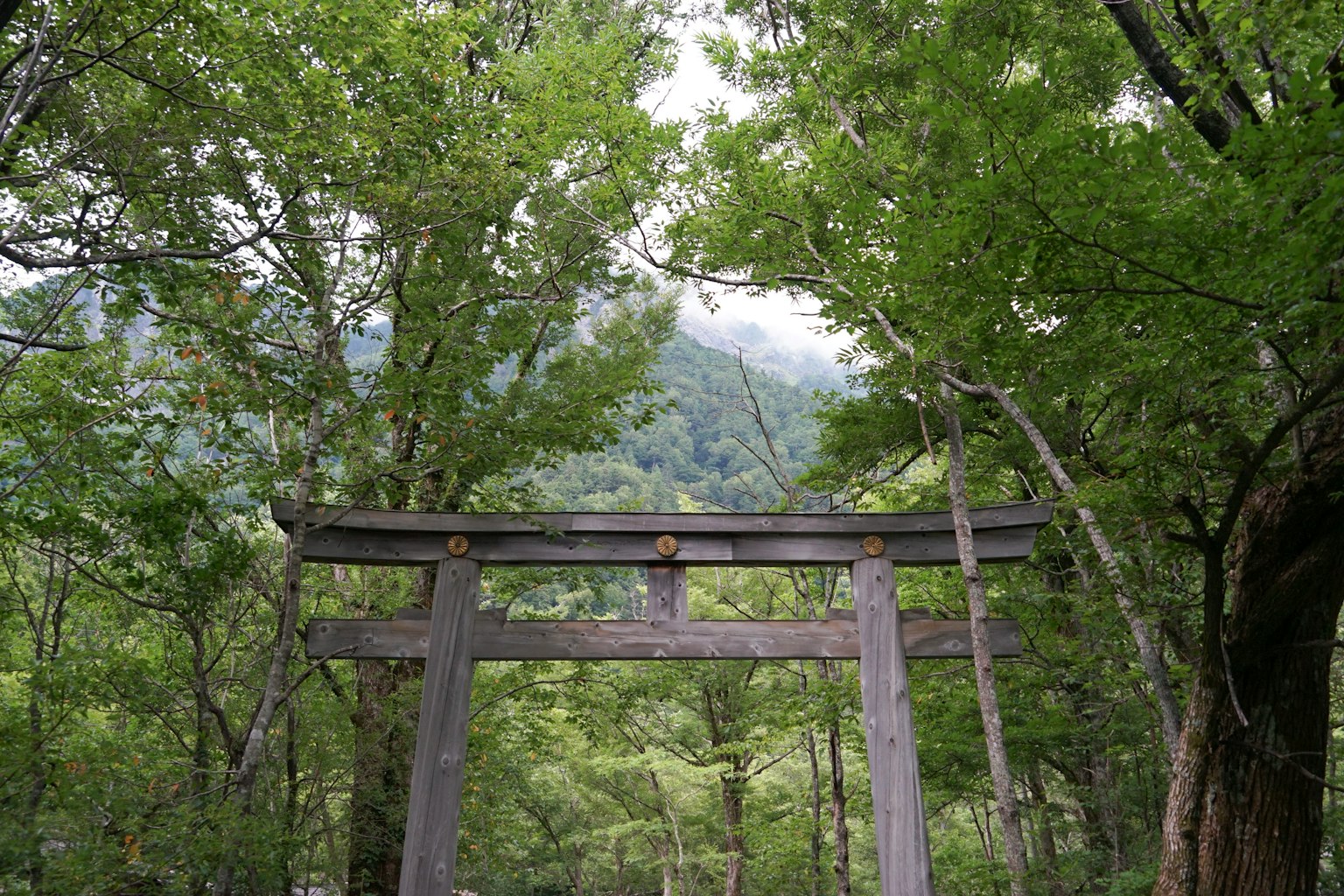 緑豊かな森の中にある鳥居と山々の風景