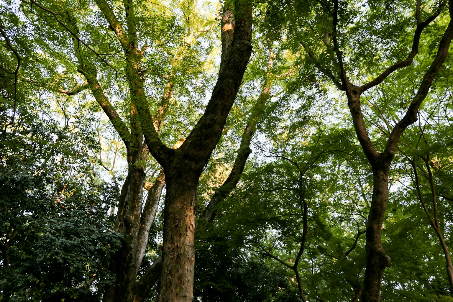 Belle vue de la lumière du soleil filtrant à travers des arbres verts luxuriants