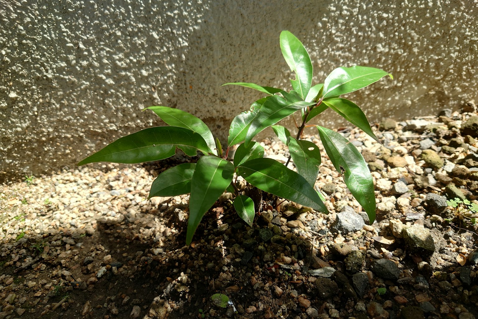 一株小绿植物在阳光下生长