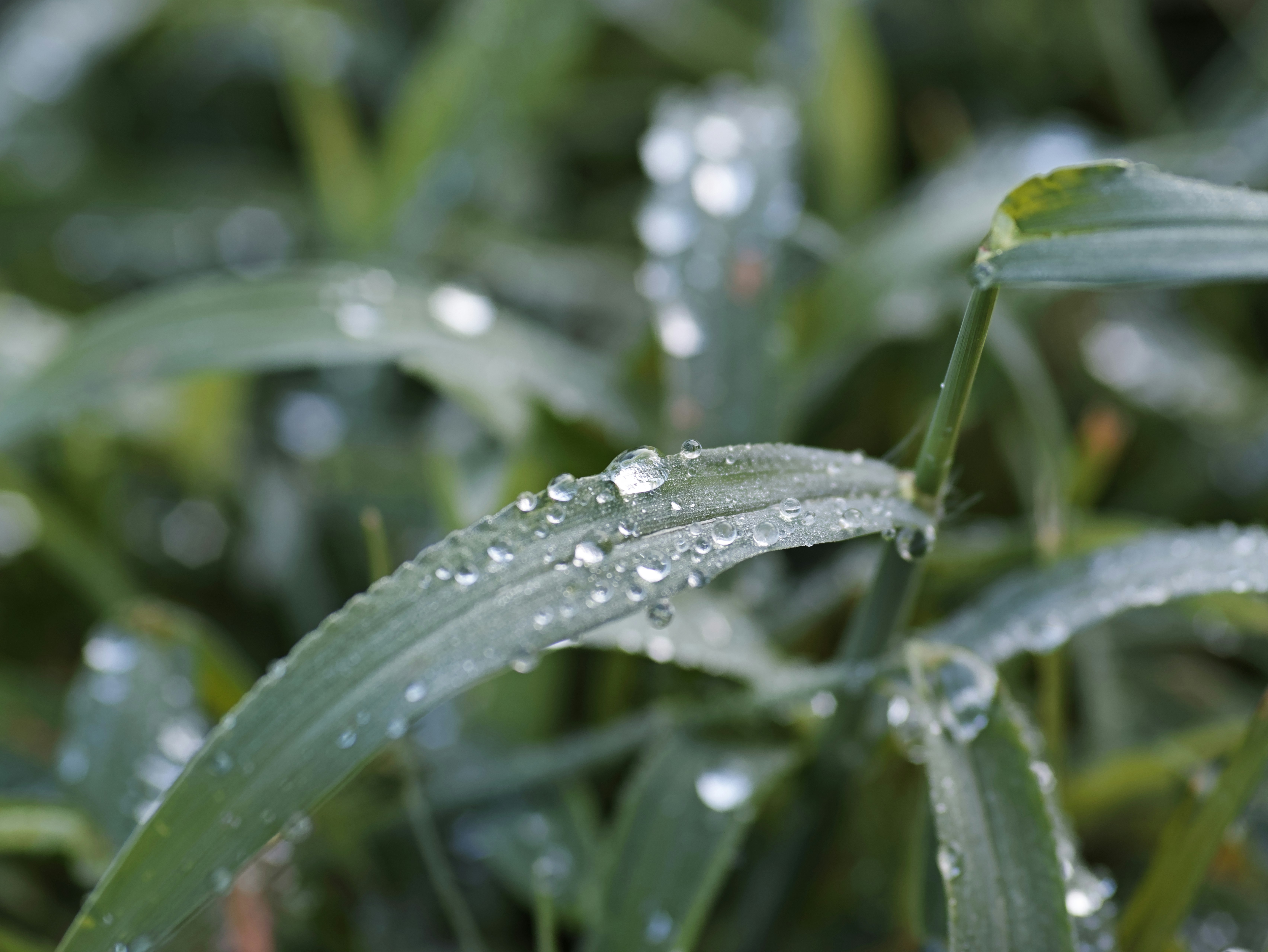 雨上がりの草葉に付いた水滴のマクロ