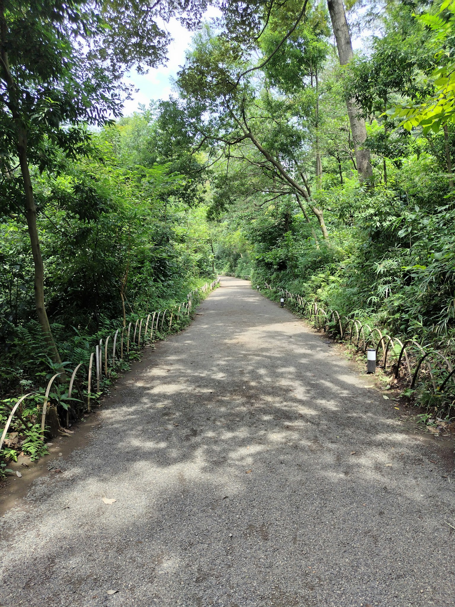 Ein ruhiger Weg umgeben von üppigem Grün