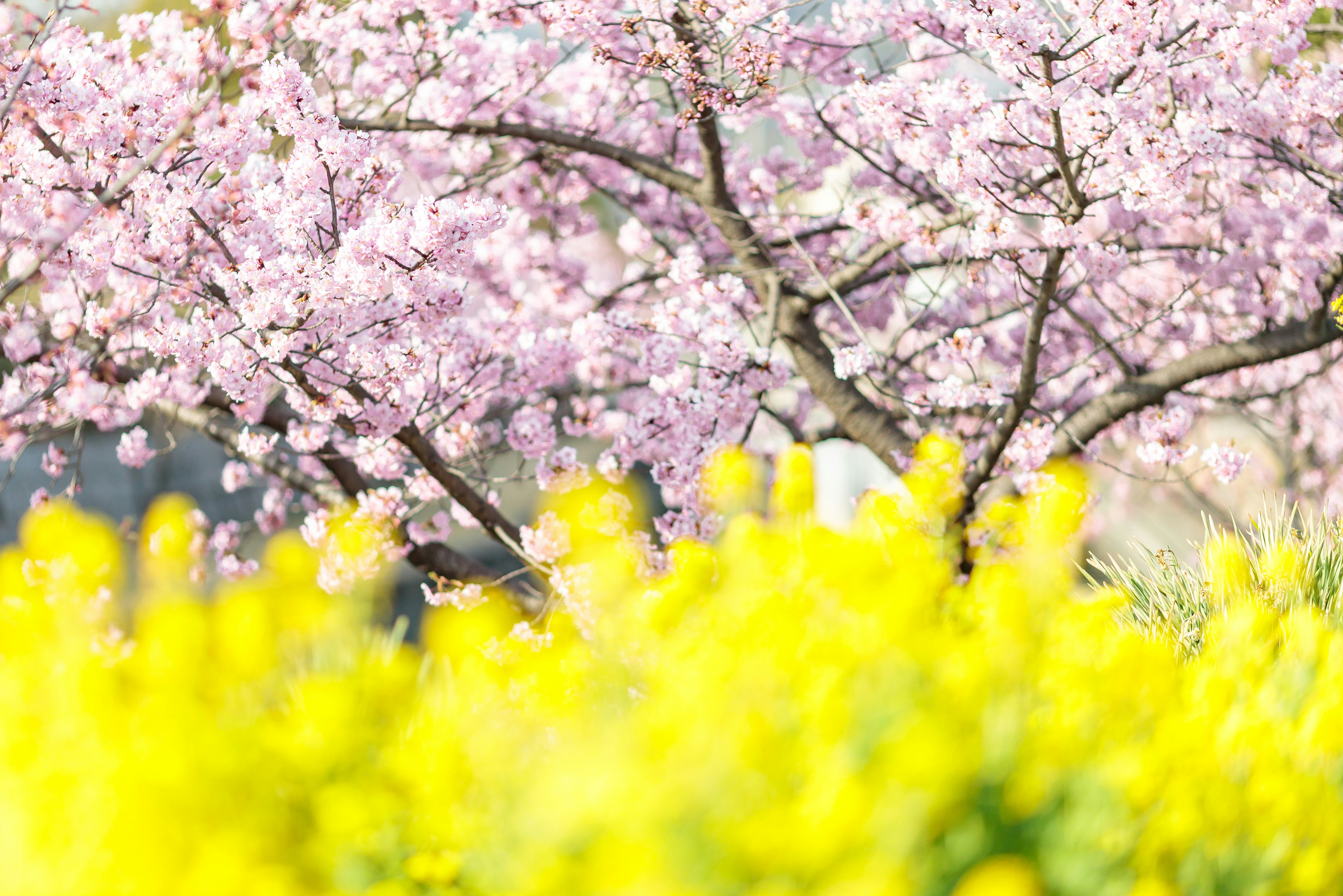 菜の花畑の中に咲く桜の花と枝