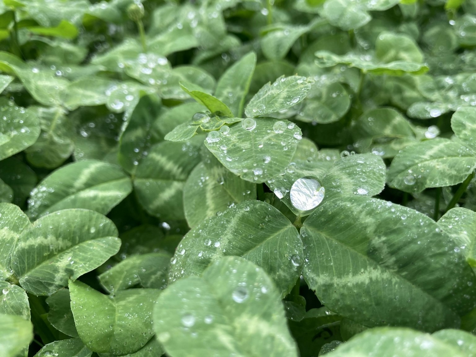 Primo piano di foglie verdi con gocce d'acqua